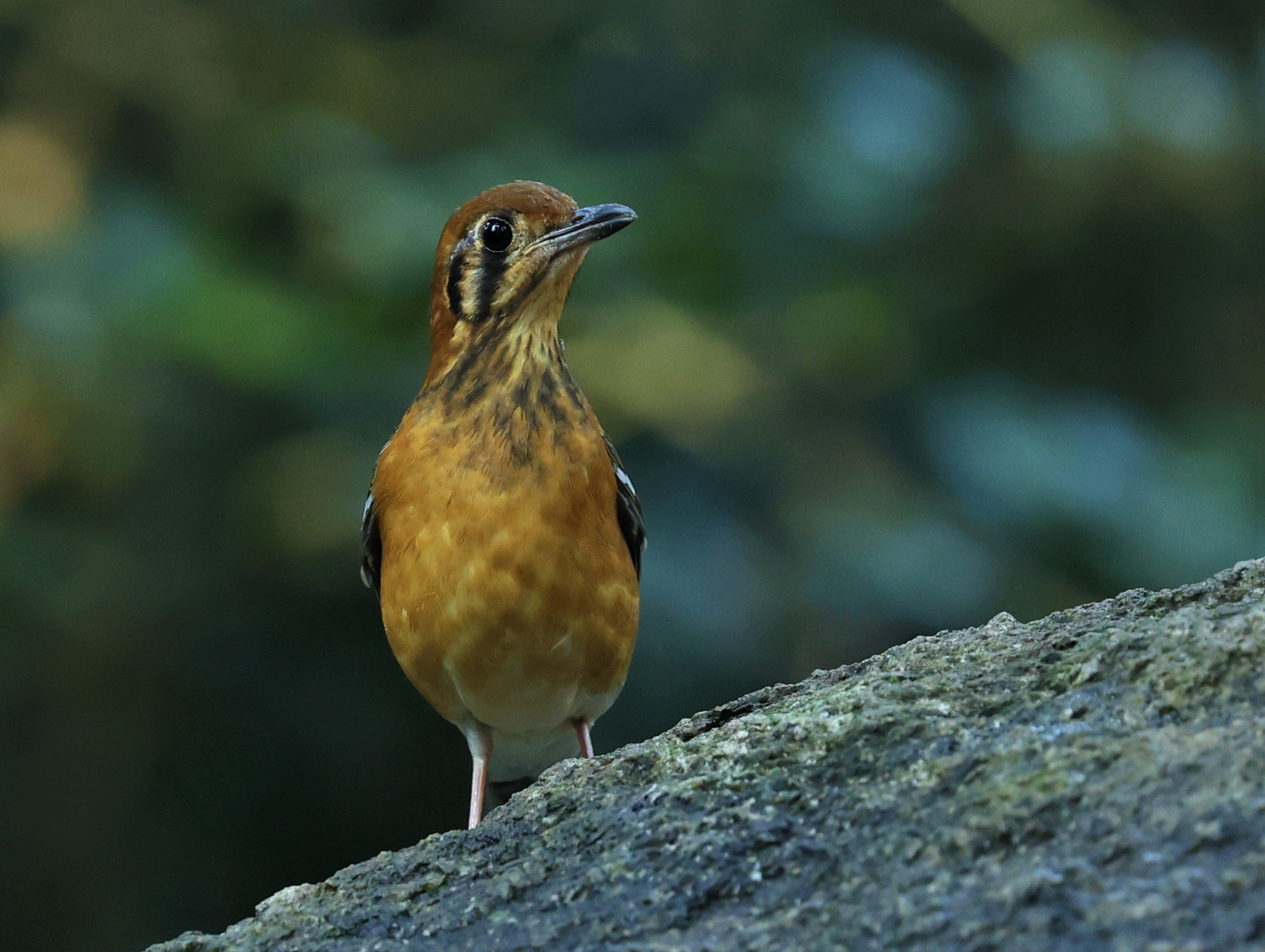 Orange-headed Thrush (Zoothera citrina) Wat Tham Prathum Chonburi Thailand (3).jpg