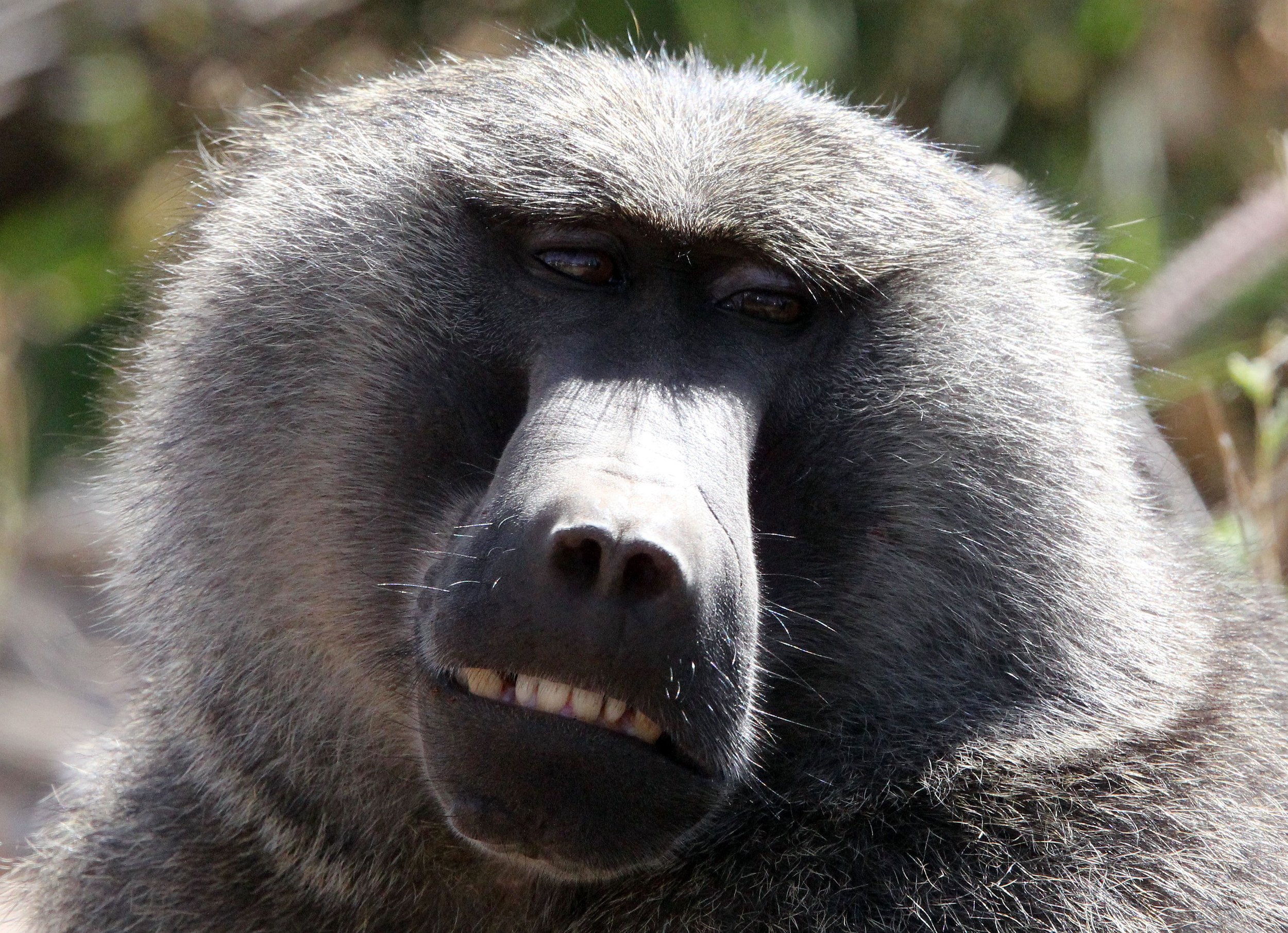 CERCOPITHECIDAE - Papio anubis - OLIVE BABOON - SAMBURU NATIONAL RESERVE KENYA (84).JPG