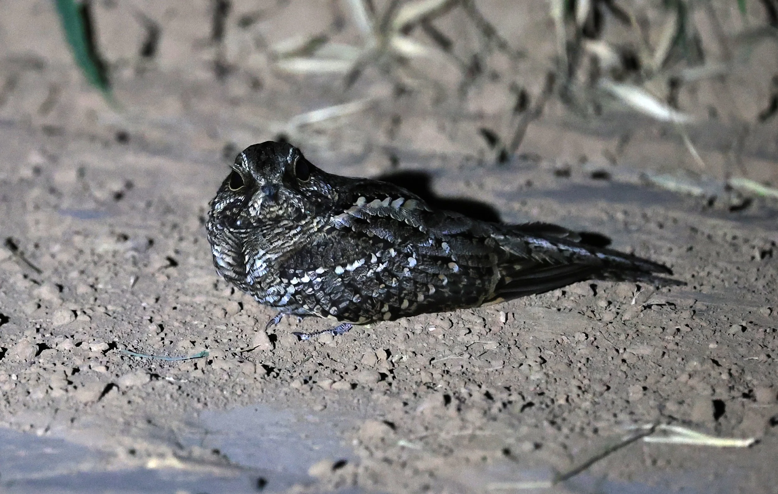 Scissor-tailed Nightjar (Hydropsalis torquata) female - Fortin Toledo Paraguay (11).jpg
