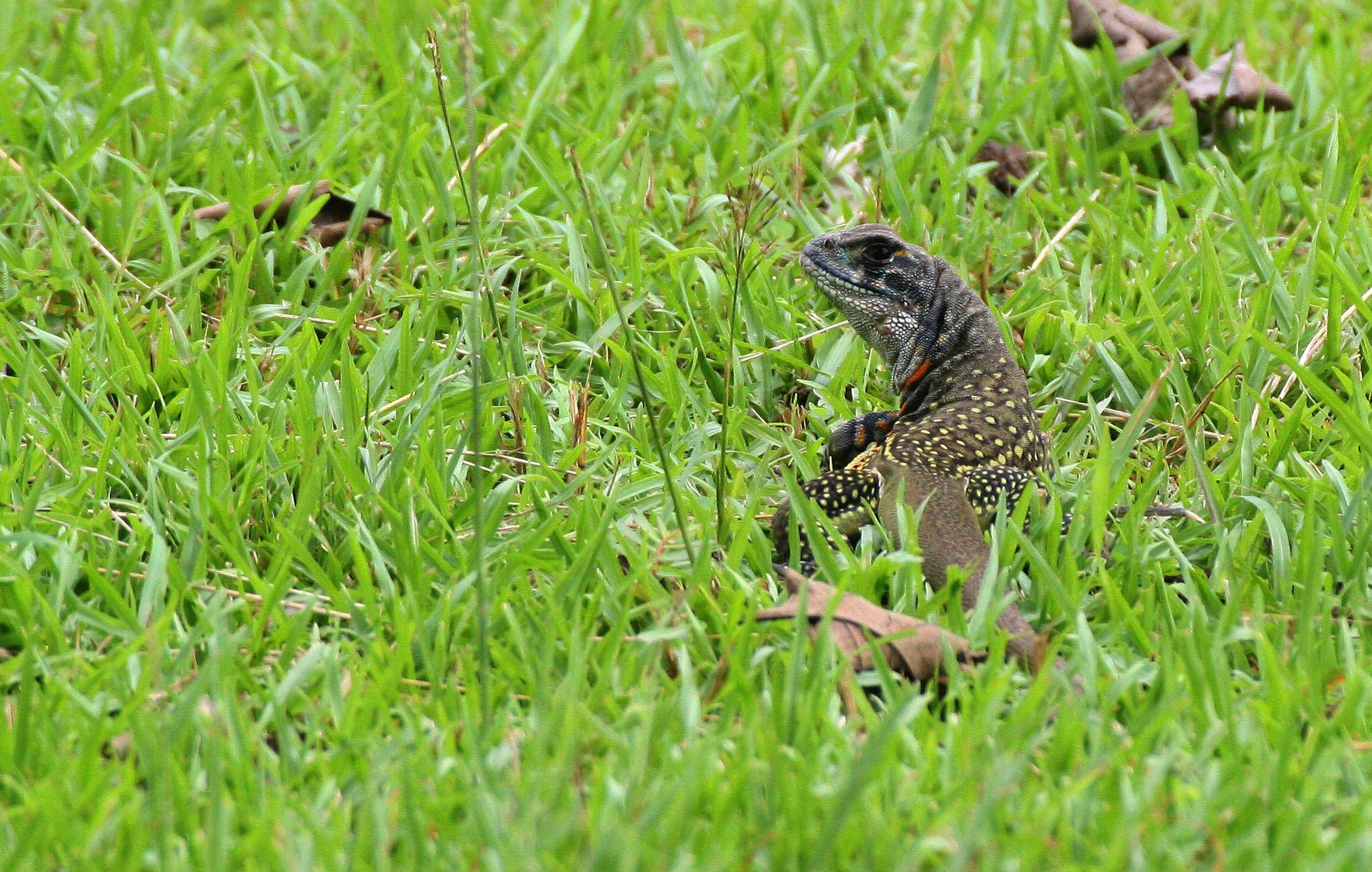 Leiolepis guttata - SPOTTED BUTTERFLY LIZARD - HKK THAILAND.JPG