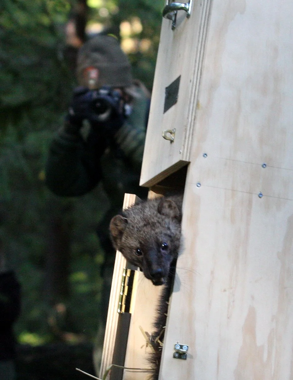MUSTELID - FISHER - FINAL RELEASE ON 2-20-2010 (17).JPG