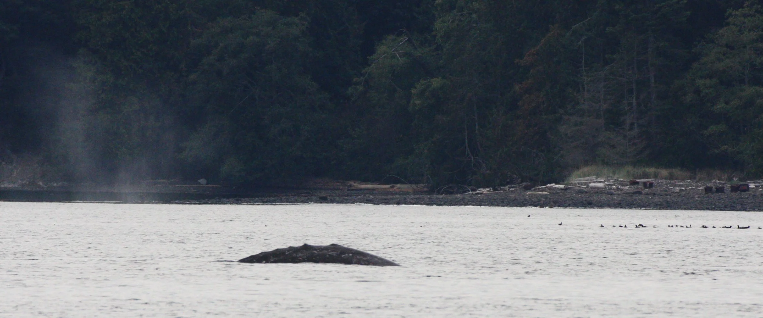 CETACEAN - GRAY WHALE - SALT CREEK WA (18).JPG