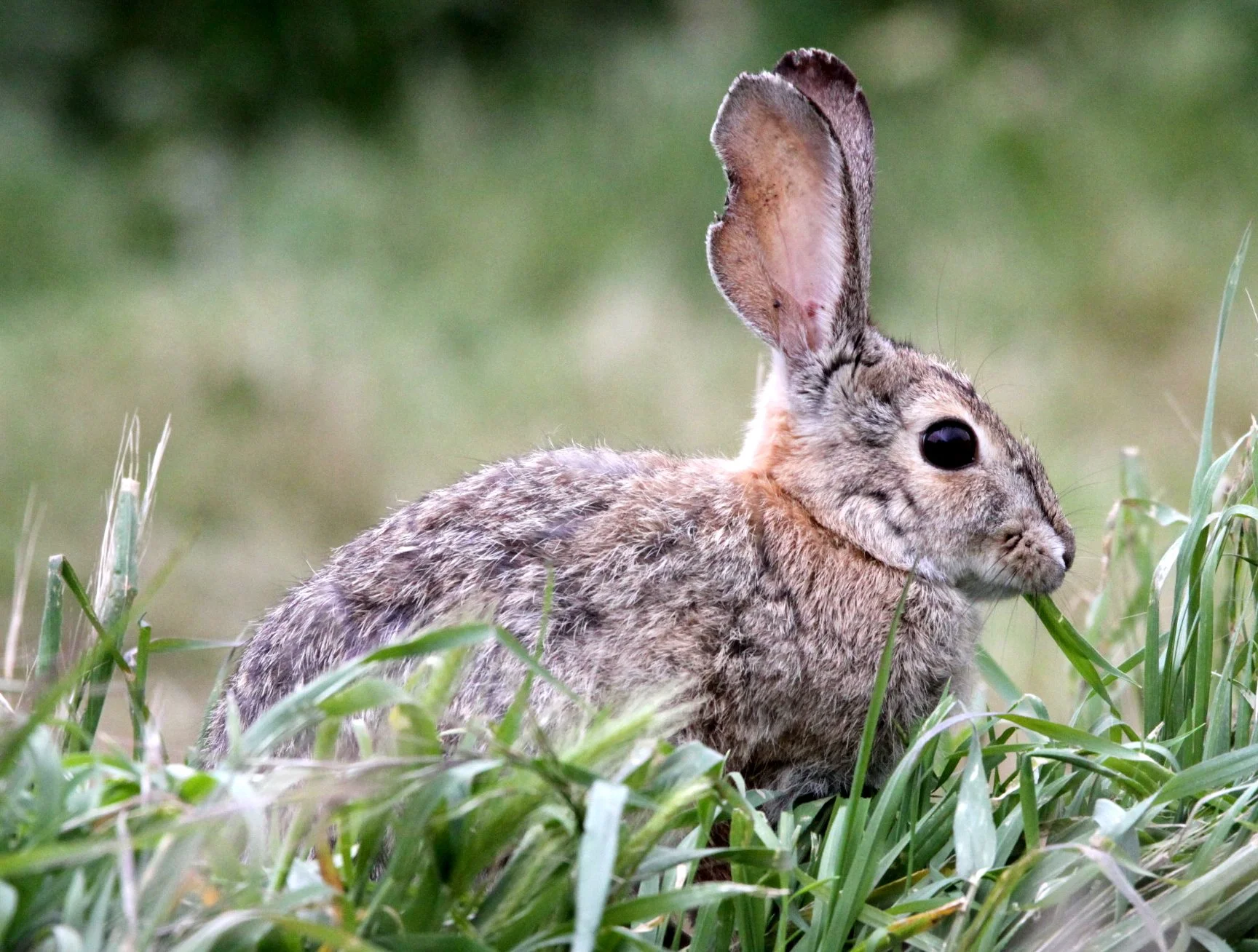 Sylvilagus audubonii audubonii - DESERT COTTONTAIL - PINNACLES NATIONAL MONUMENT CALIFORNIA (9).JPG