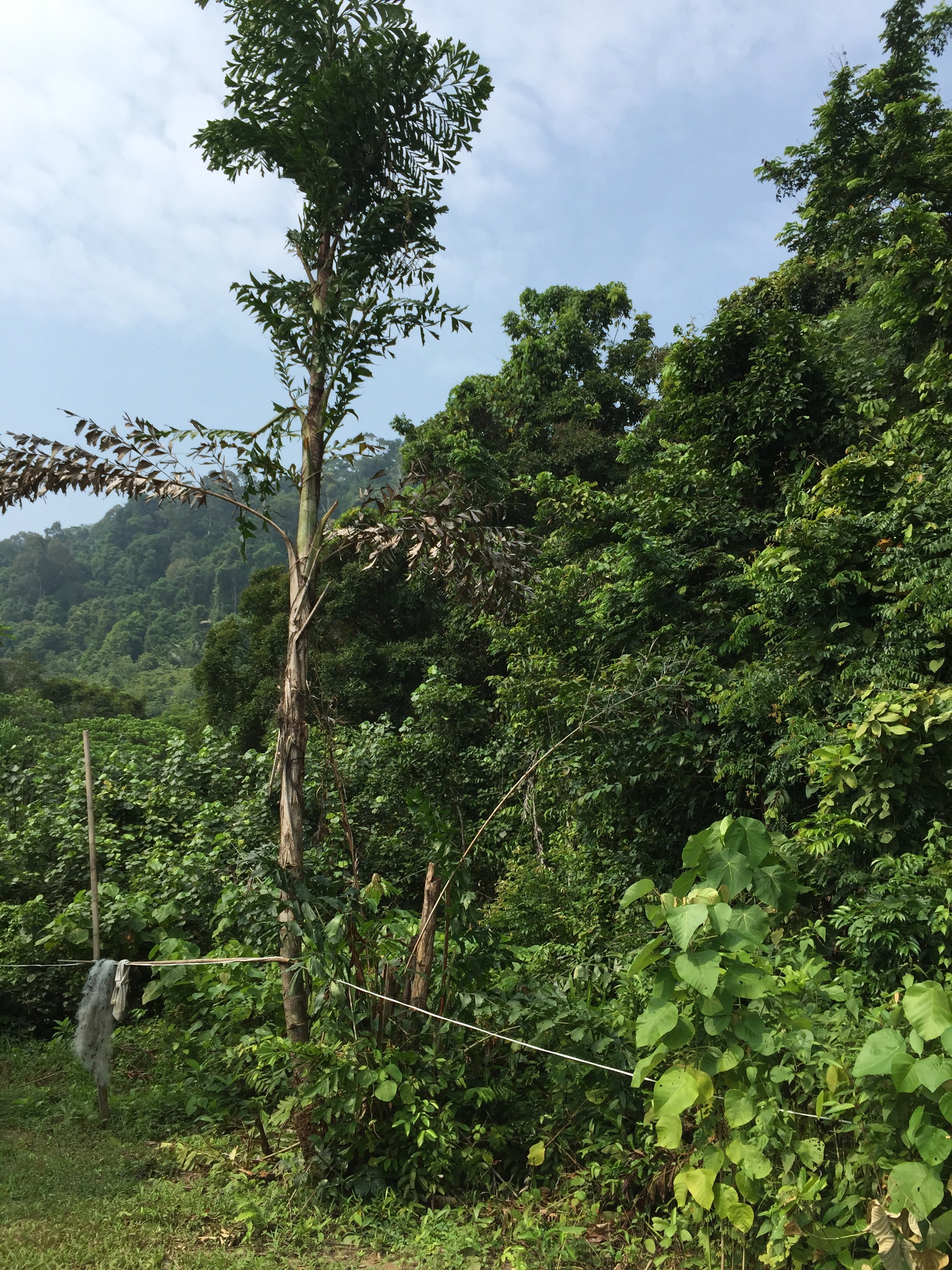 2015 Koh Lanta Garden & Nature (167).jpg