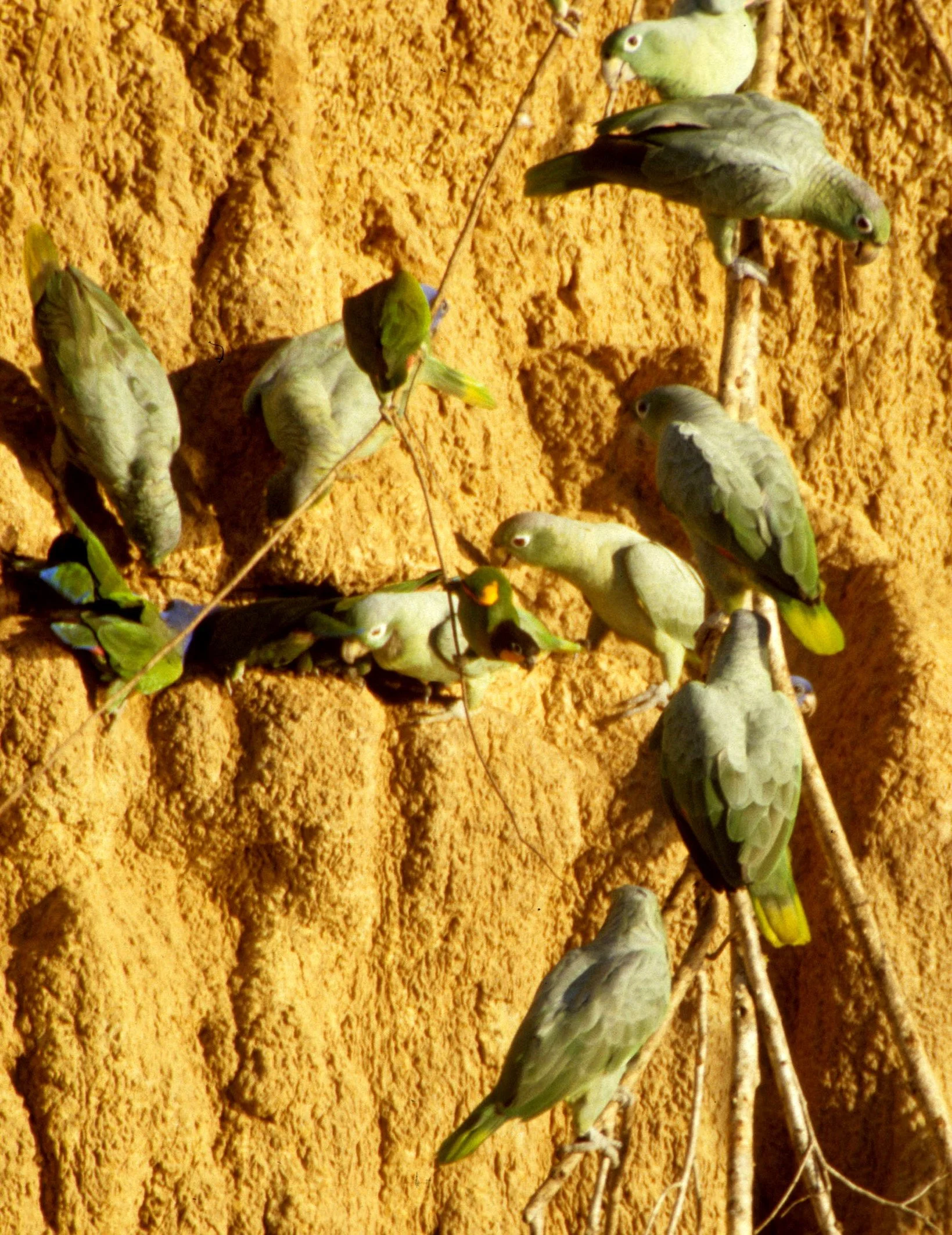 BIRD - PARROT - MEALY - MANU PERU C.jpg
