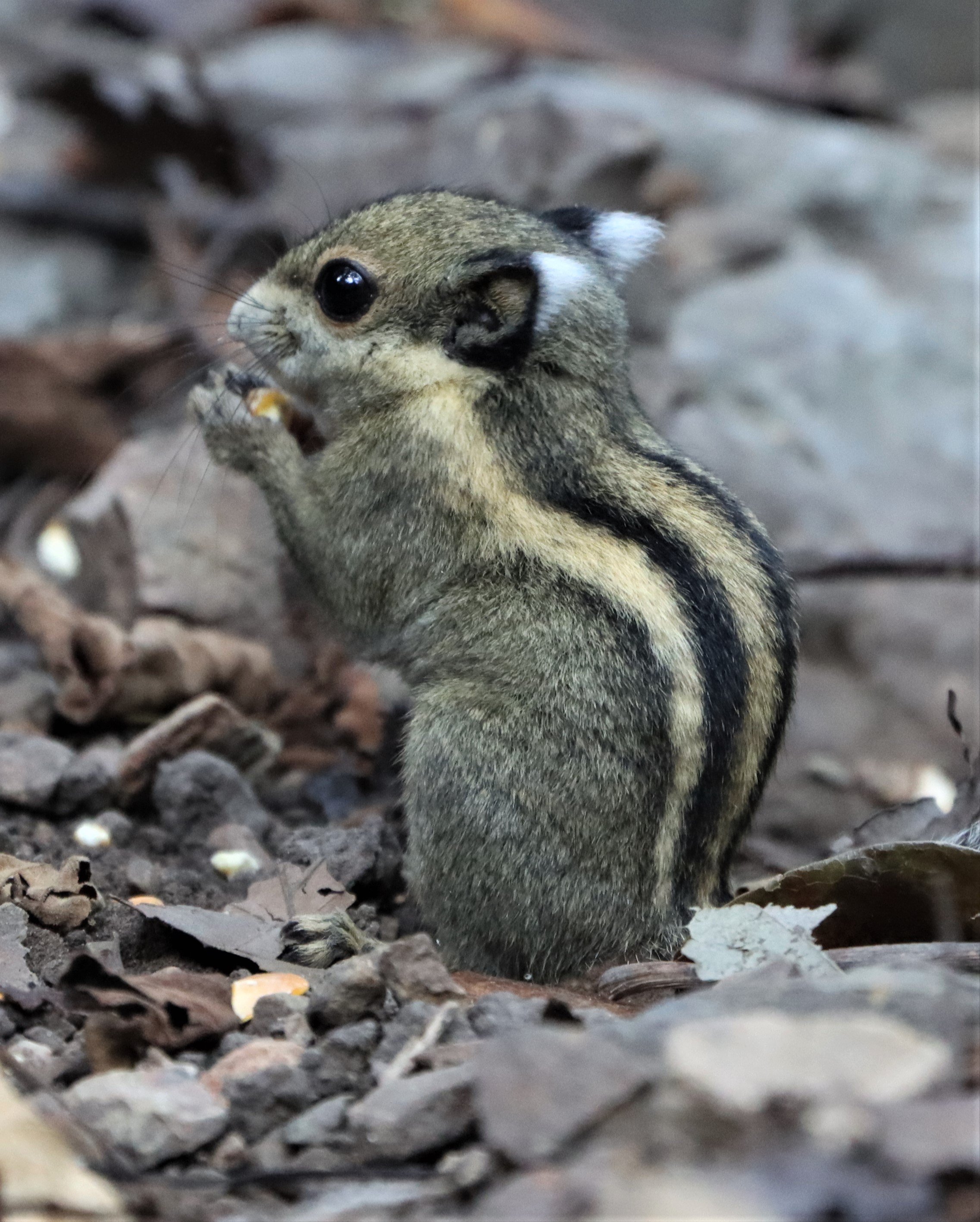 Tamiops mcclellandii - WESTERN (BURMESE) STRIPED SQUIRREL - NEUNG HIDE KAENG KRACHAN (3).jpg