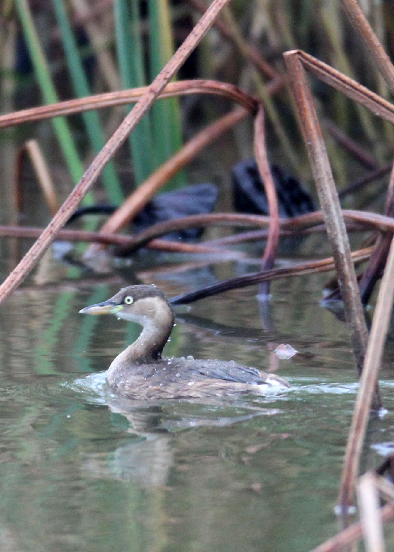 Little Grebe (Tachybaptus ruficollis) Dongtan Wetlands Chongming Island China (1).JPG