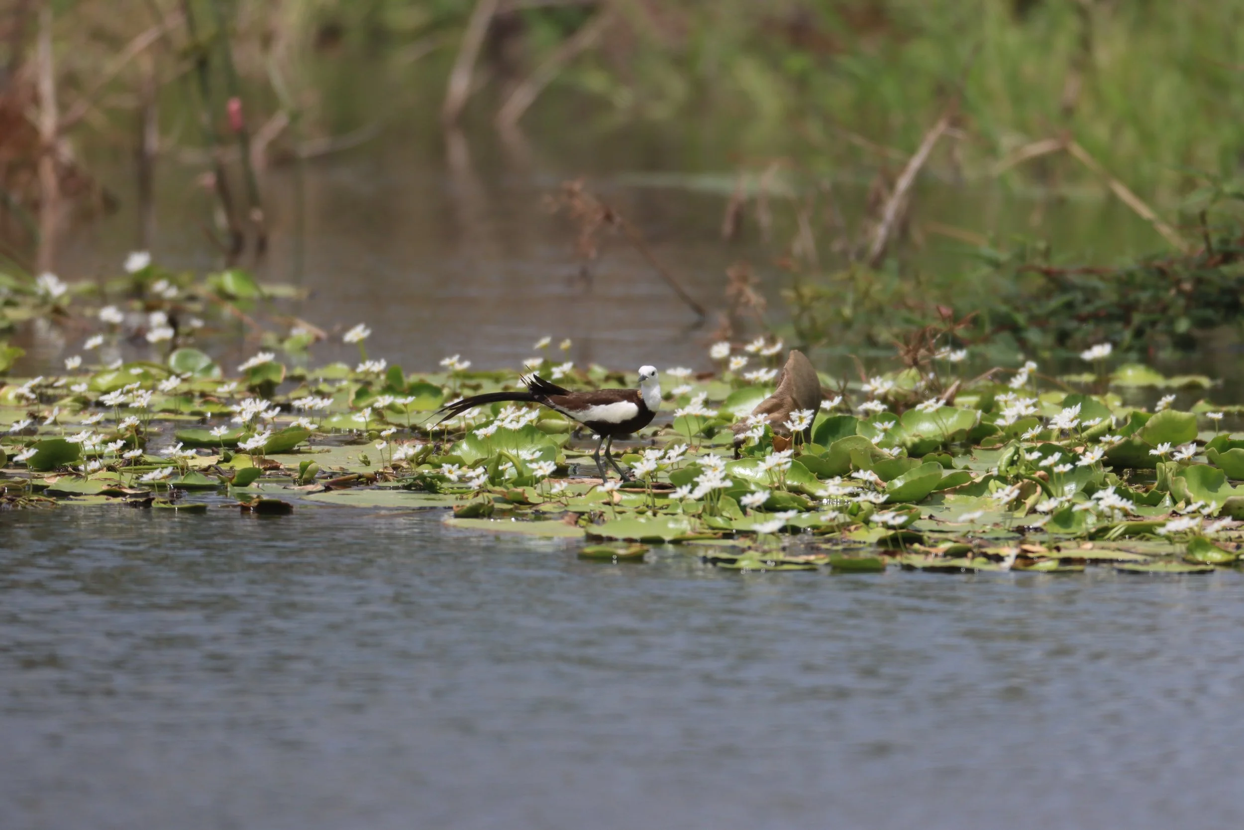 JACANA - PHEASANT-TAILED JACANA - Hydrophasianus chirurgus - BANG KHAEM WETLANDS NAKHON PATHOM - JUNE 24 2021 (17).JPG