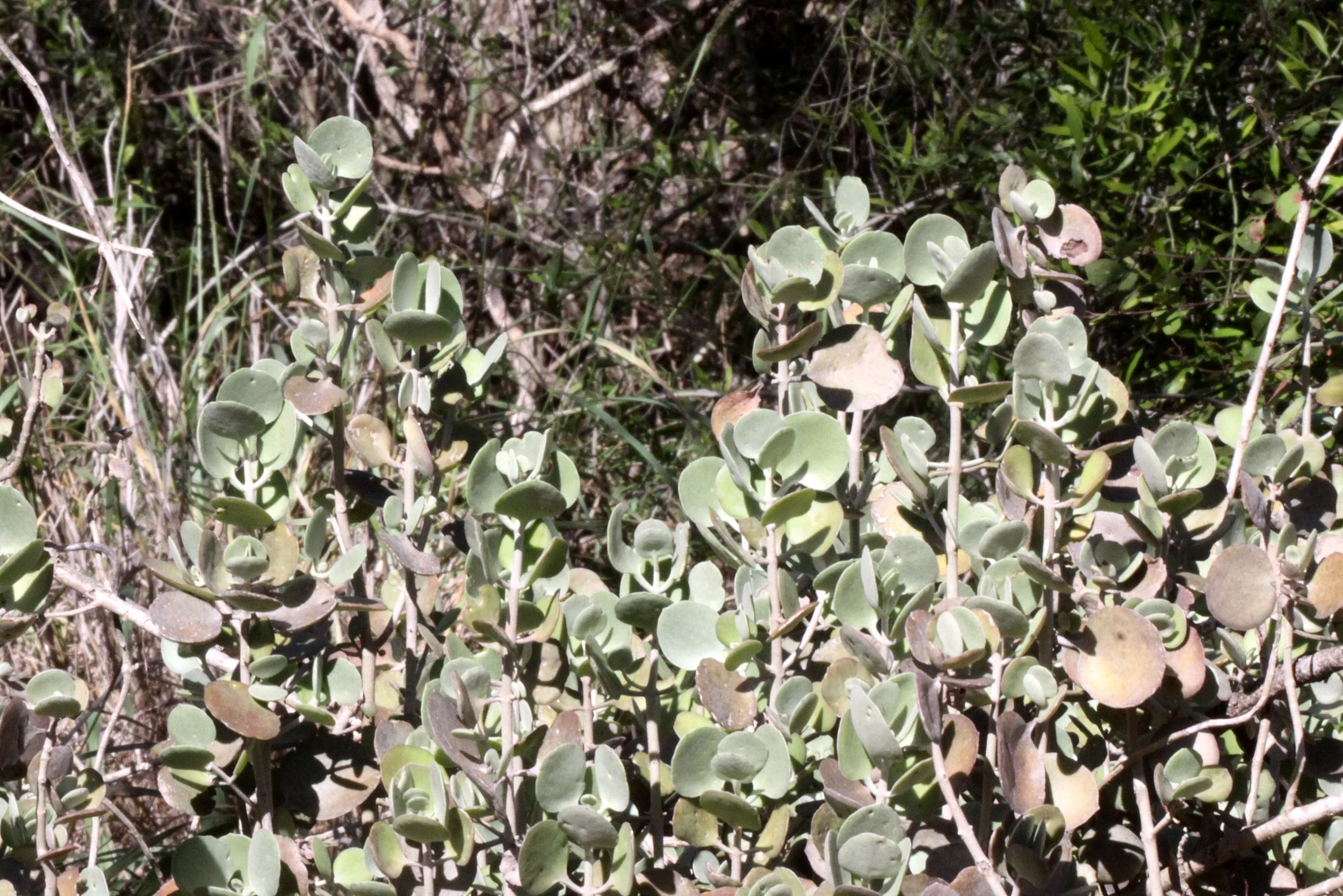 PLANT - KALANCHOE SPECIES - BERENTY RESERVE MADAGASCAR.JPG