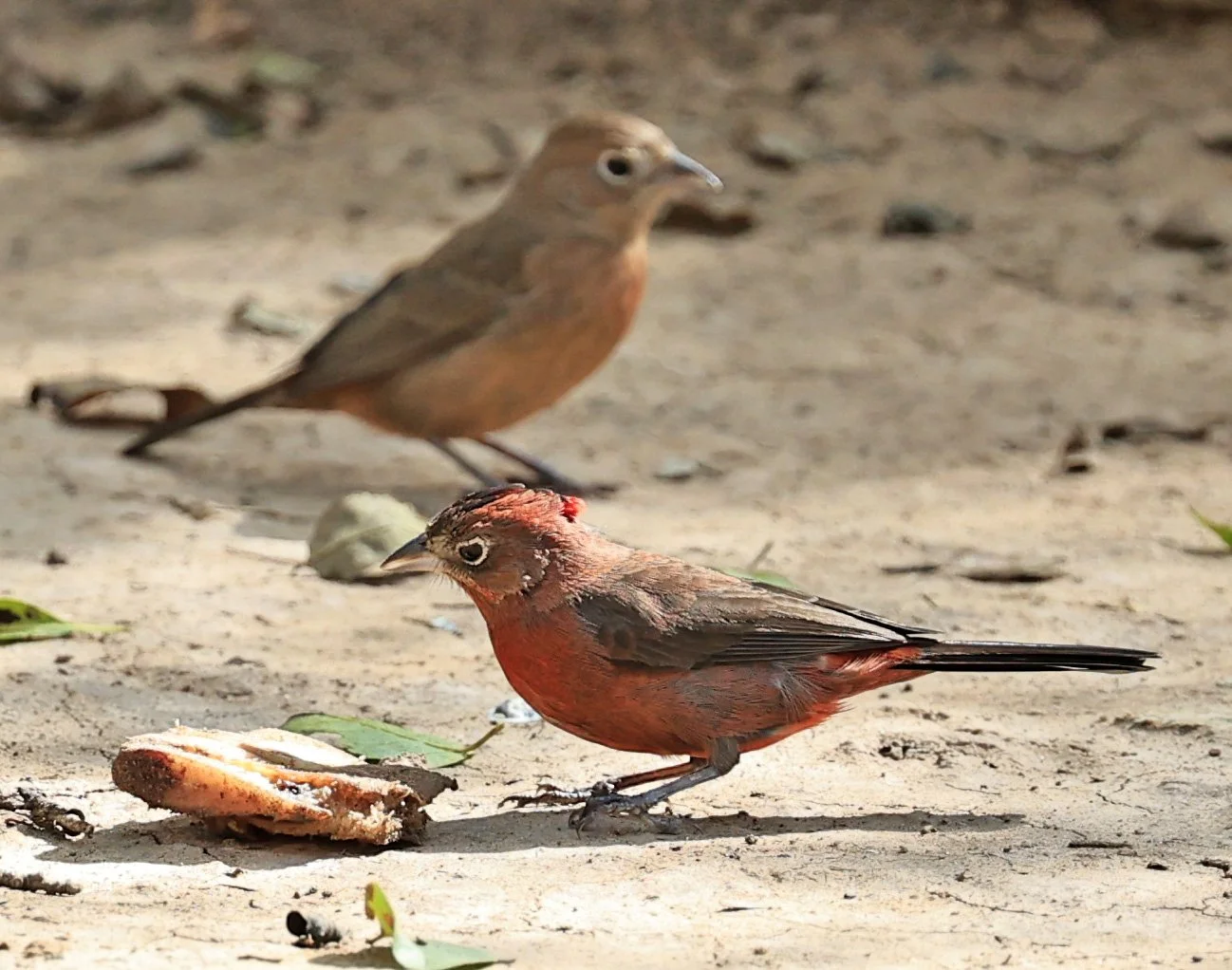 Red-crested Finch (Coryphospingus cucullatus) Hotel Campestre Iparoma Paraguay (23).jpg
