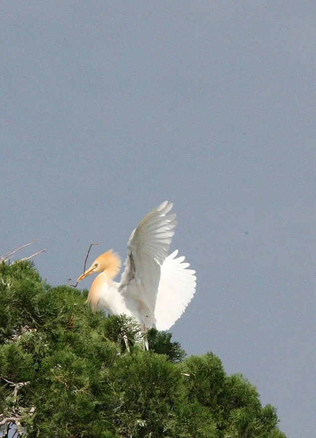 EGRET - CATTLE EGRET (EASTERN) - Bubulcus coromandus - LINDEN CENTER - XIZHOU VILLAGE YUNNAN CHINA (7).JPG