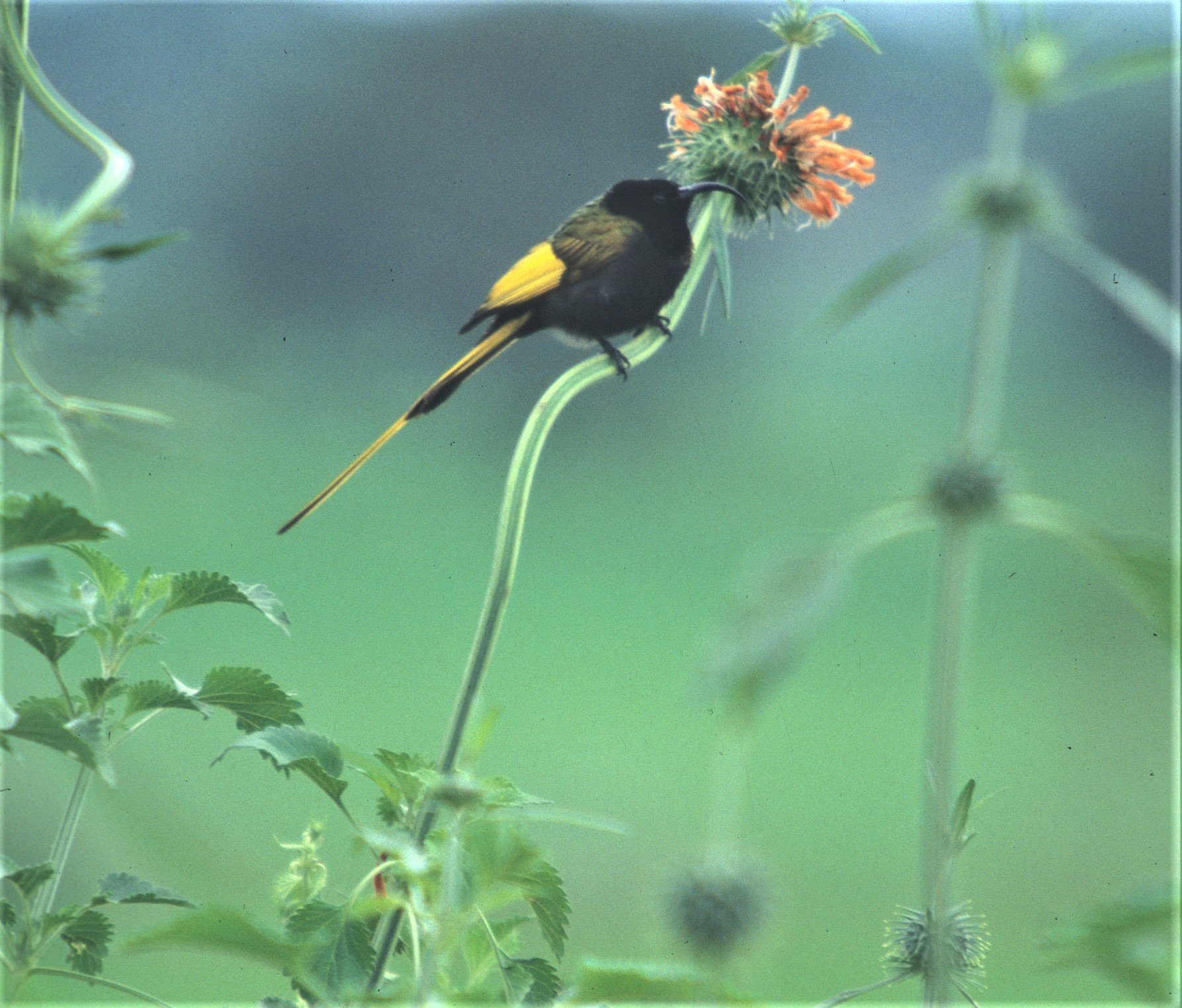 BIRDS - SUNBIRD - GOLDENWINGED - KENYA.jpg