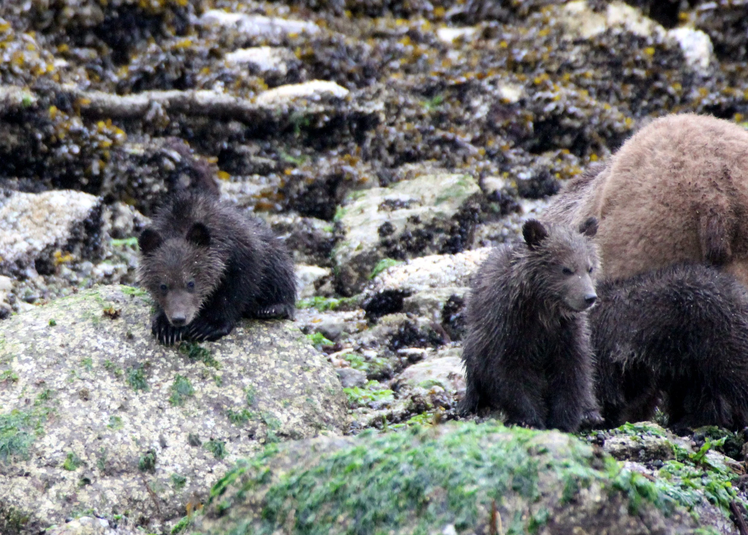 Ursus arctos stikeenensis - STICKEEN'S GRIZZLY BEAR - MOM AND HER CUBS - SOM - KNIGHT'S INLET BRITISH COLUMBIA (11).JPG