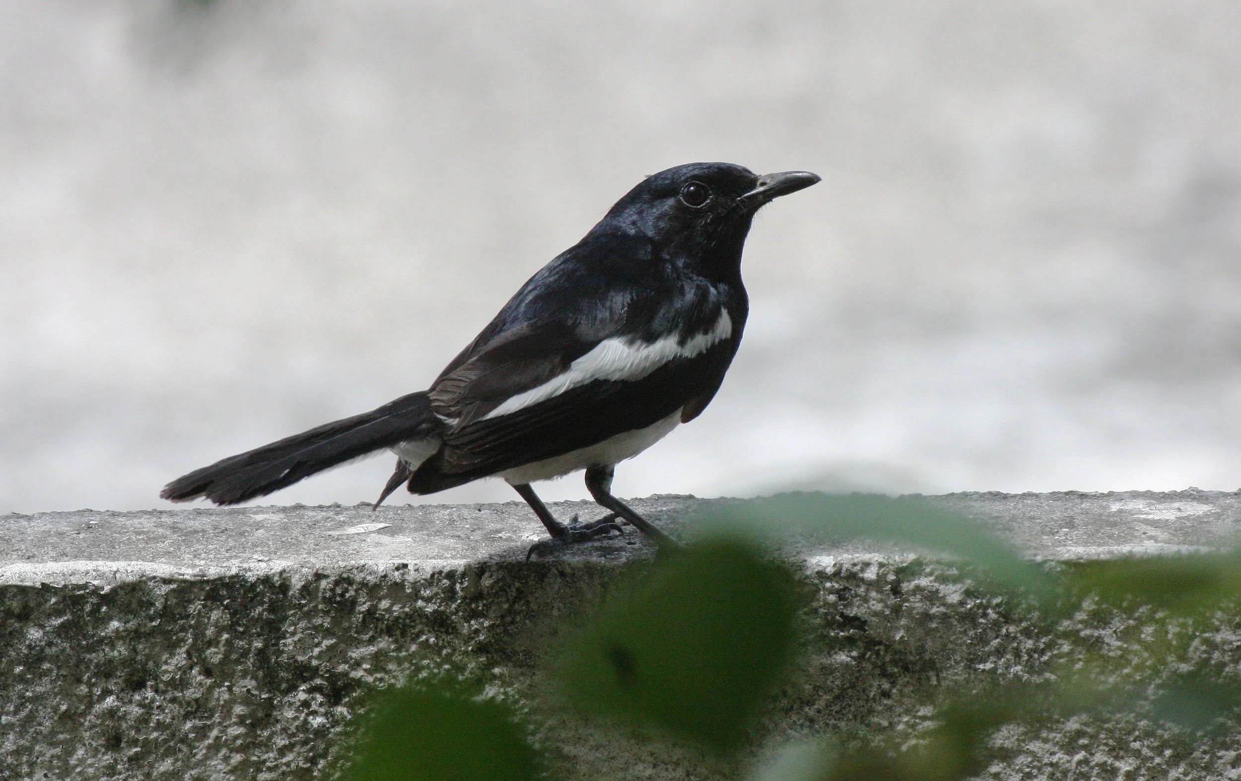 ROBIN - ORIENTAL MAGPIE ROBIN - Copsychus saularis - COPSYCHUS SAULARIS - NST THAILAND (8).JPG