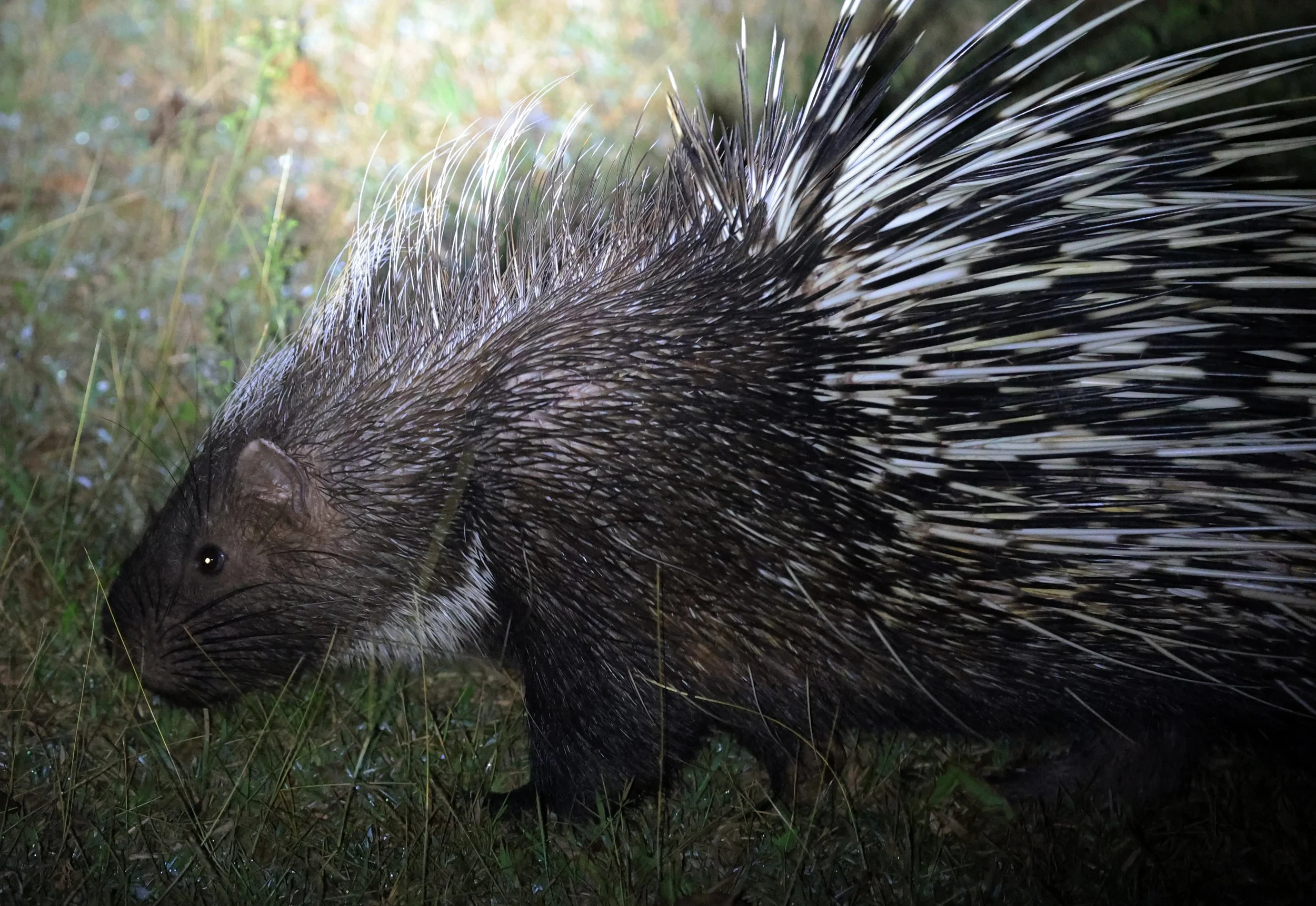 East Asian Porcupine (Hystrix brachyura) Khao Yai National Park Feb 2026 Day 2 (13).jpg