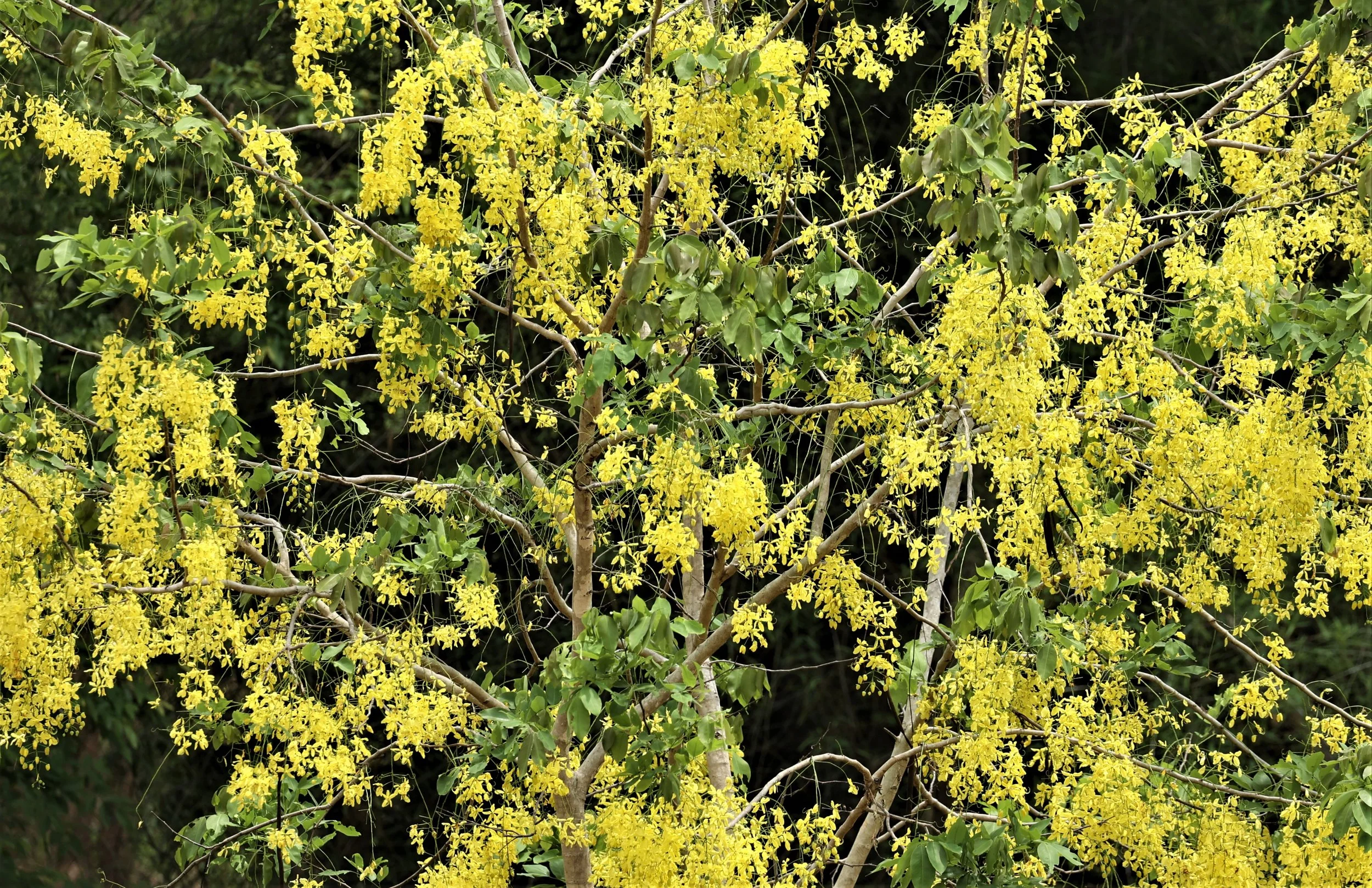 Golden Shower Tree (Cassia fistula), a flowering plant native to the Indian subcontinent and Southeast Asia. 