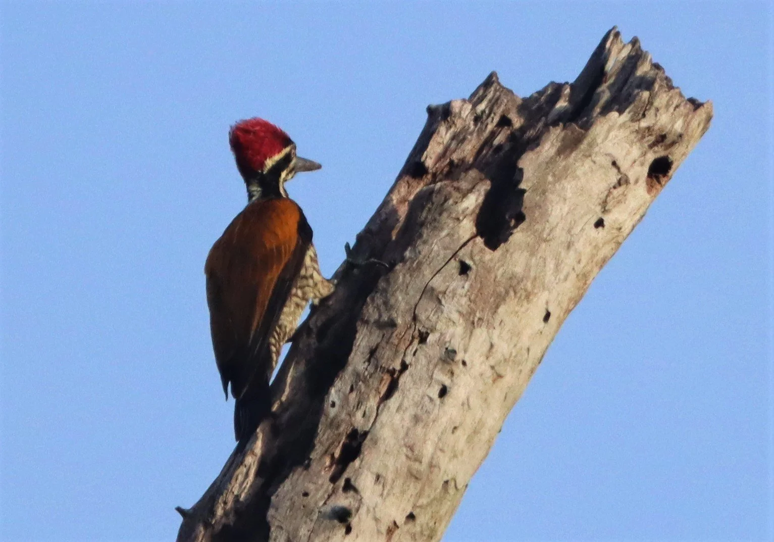 WOODPECKER - GREATER FLAMEBACK - Chrysocolaptes lucidus - KAENG KRACHAN NP THAILAND JUNE 2021 (2).jpg