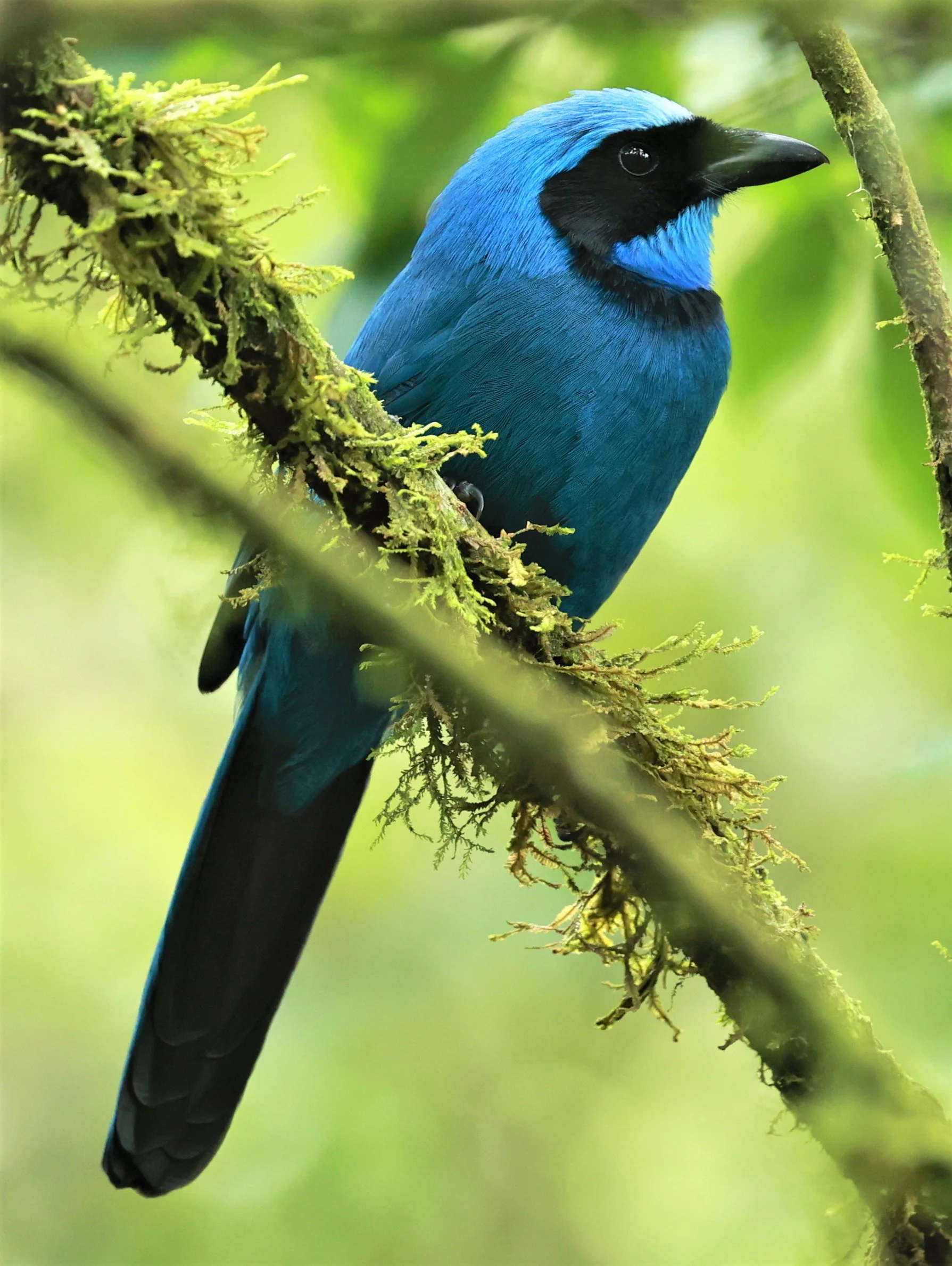 Jay - Turquoise Jay - Cyanolyca turcosa - Guango Lodge, Papallacta, Ecuador (15).jpg