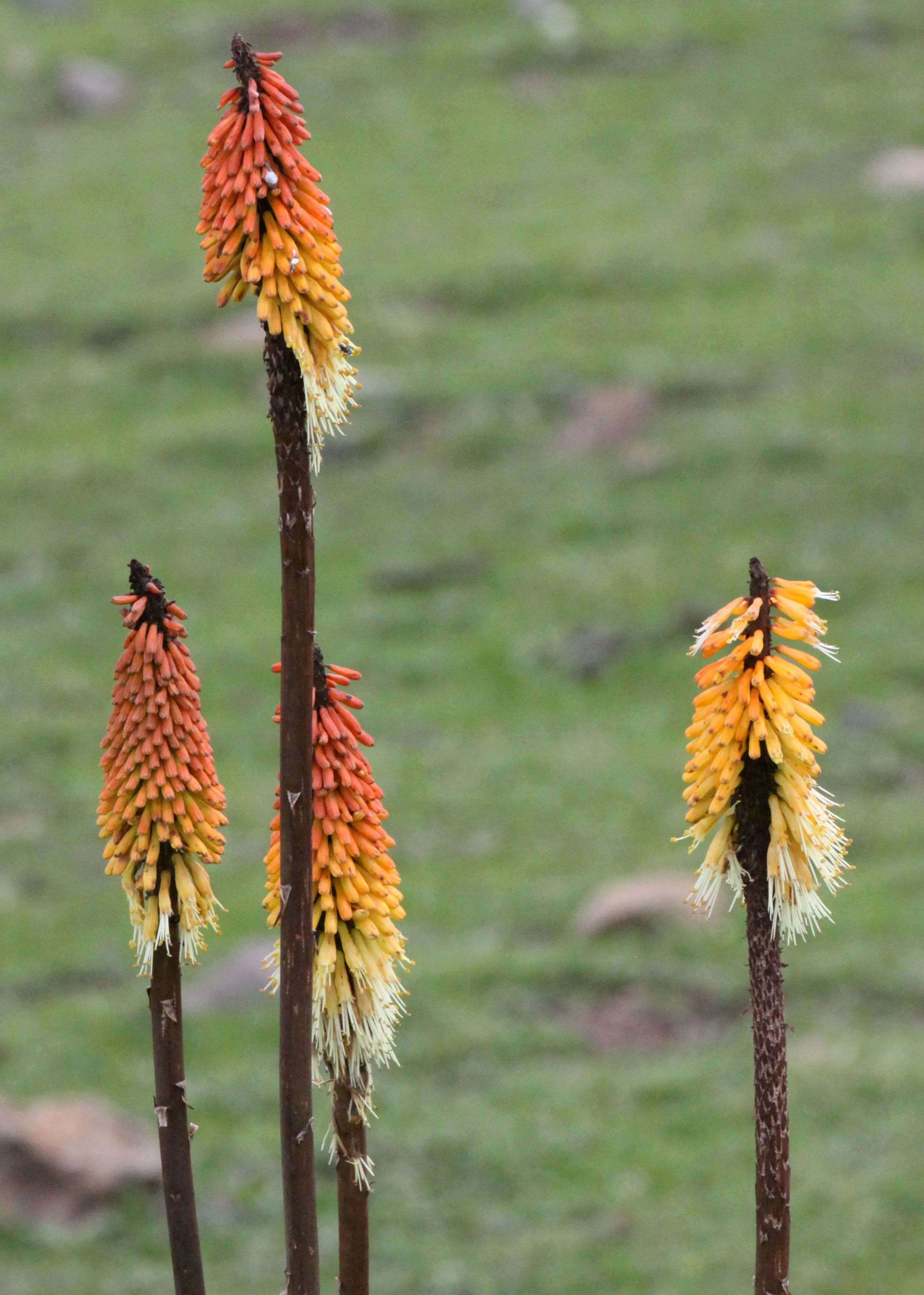 BALE MOUNTAINS NATIONAL PARK ETHIOPIA (34).JPG