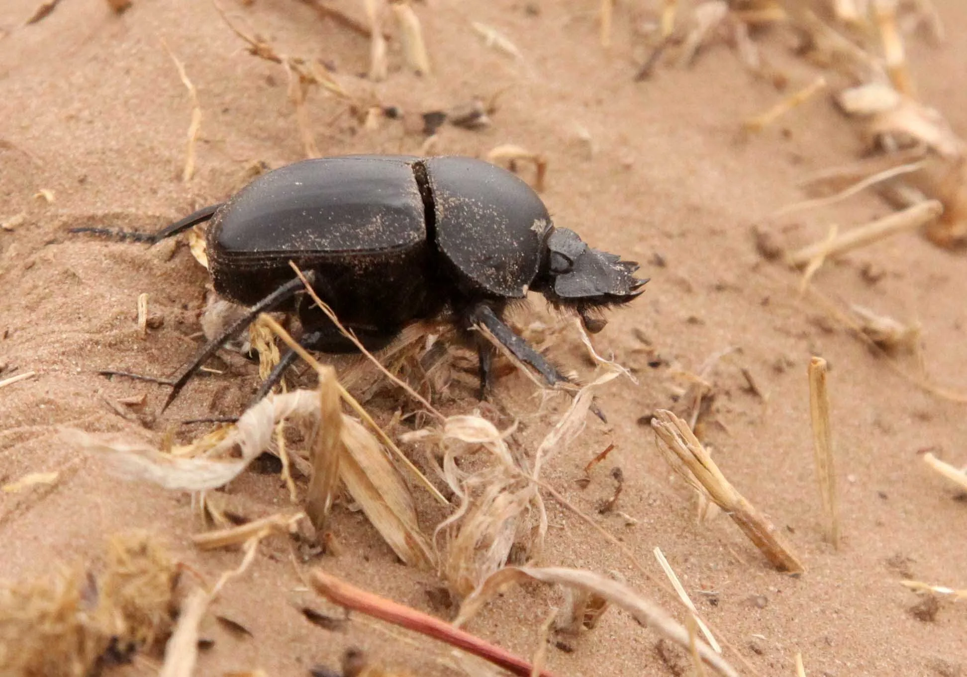 Scarabaeus sacer - Kulun Qi, Inner Mongolia China (15).JPG
