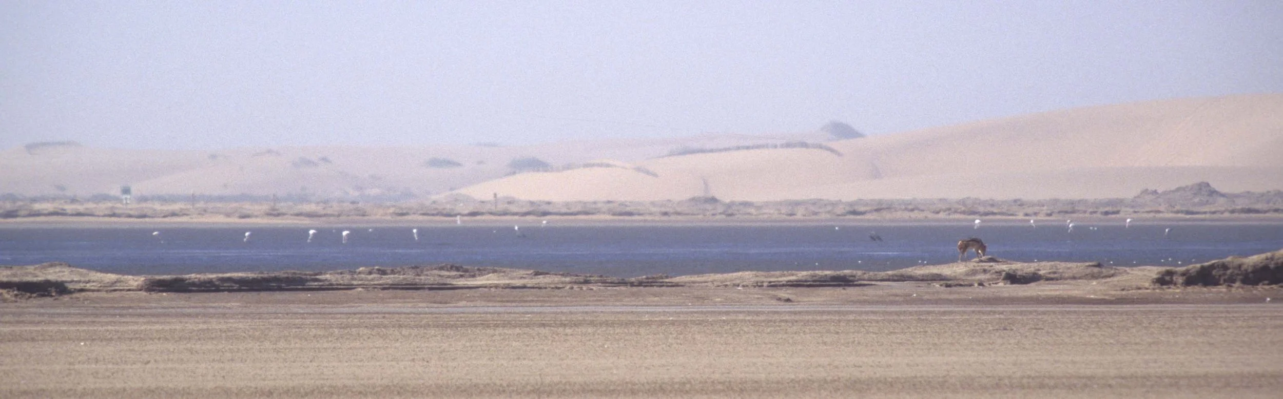 JACKAL - Lupulella mesomelas mesomelas - CAPE BLACK-BACKED JACKAL - SWAKOPMUND NAMIBIA (7).jpg