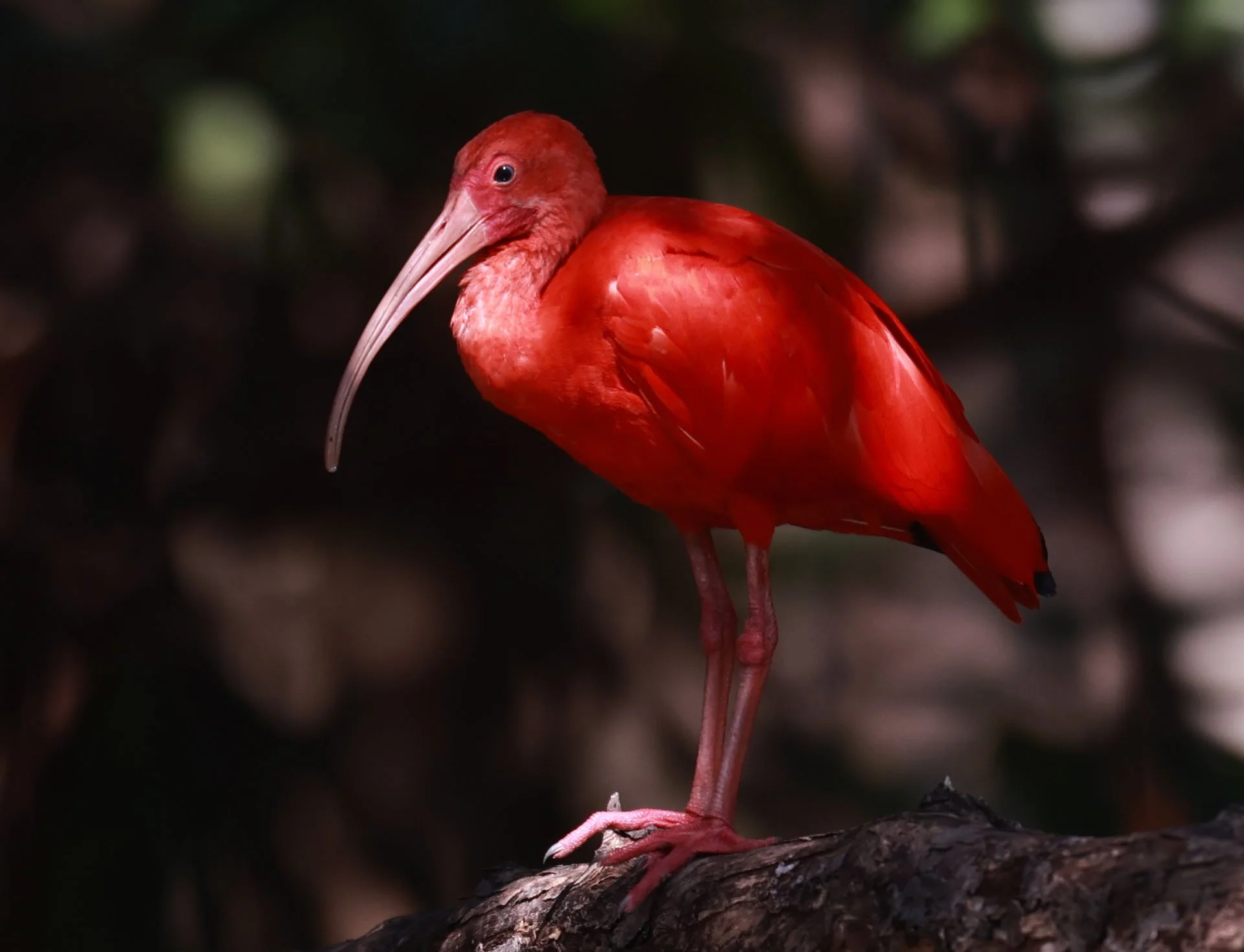 Ibis - Scarlet Ibis - Eudocimus ruber - 29 Songkaow Cafe, Chachoengsao Thailand (263).jpg