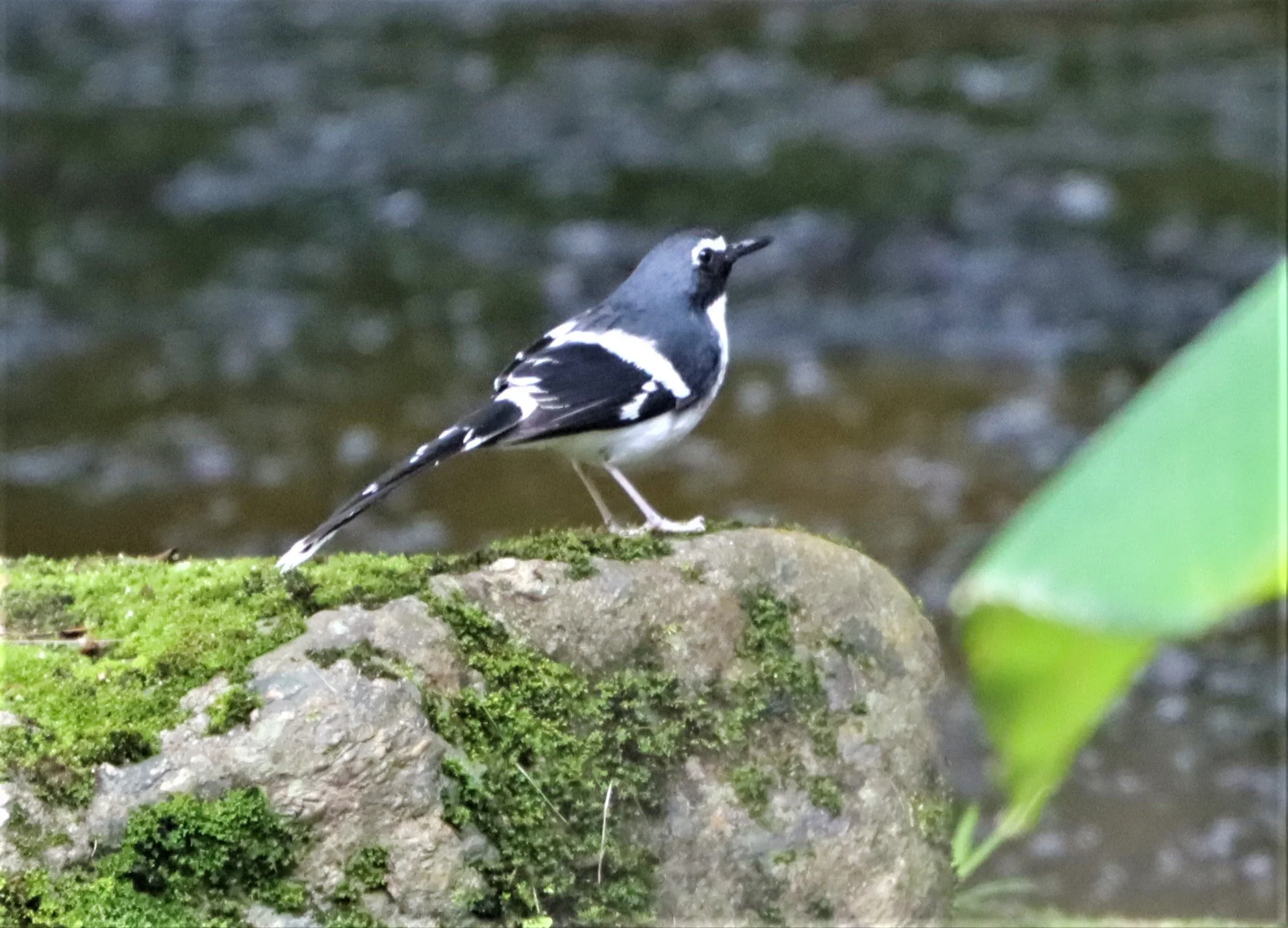 FORKTAIL - SLATY-BACKED FORKTAIL - Enicurus schistaceus - DOI INTHANON JULY 2 2021 (22).jpg