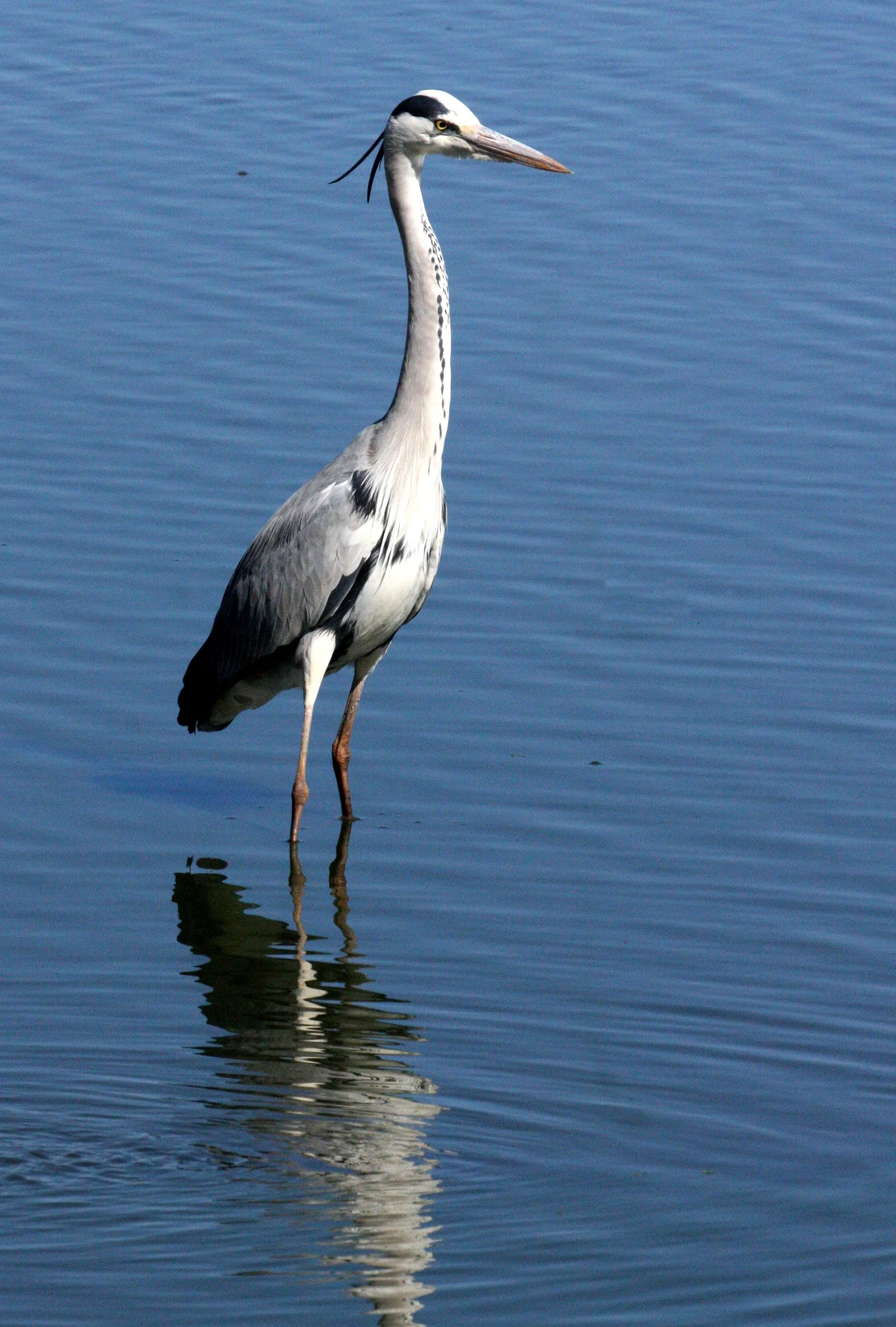 HERON - GREY HERON - Ardea cinerea - KRUGER NATIONAL PARK SOUTH AFRICA (7).JPG
