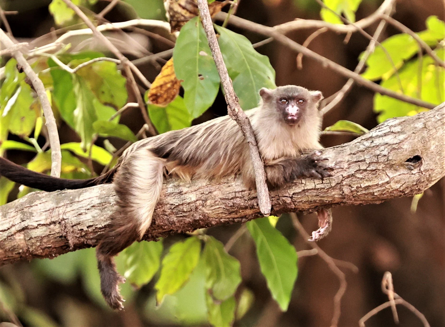 Callitrichidae - Mico melanurus - Black-tailed Marmoset - Cuiaba Town, Mato Grosso, Brazil (17).JPG
