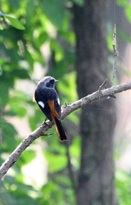 BIRD - REDSTART - DAURIAN REDSTART -  NANKOU, RUDONG, CHINA (8).JPG