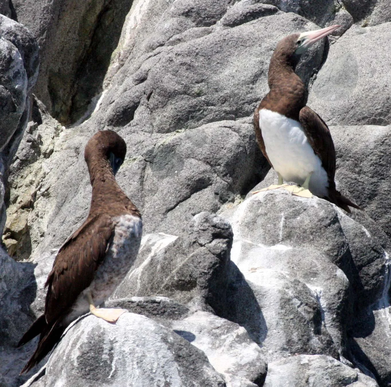 Brown Booby (Sula leucogaster) Santa Catalina Island Baja Mexico (10).JPG