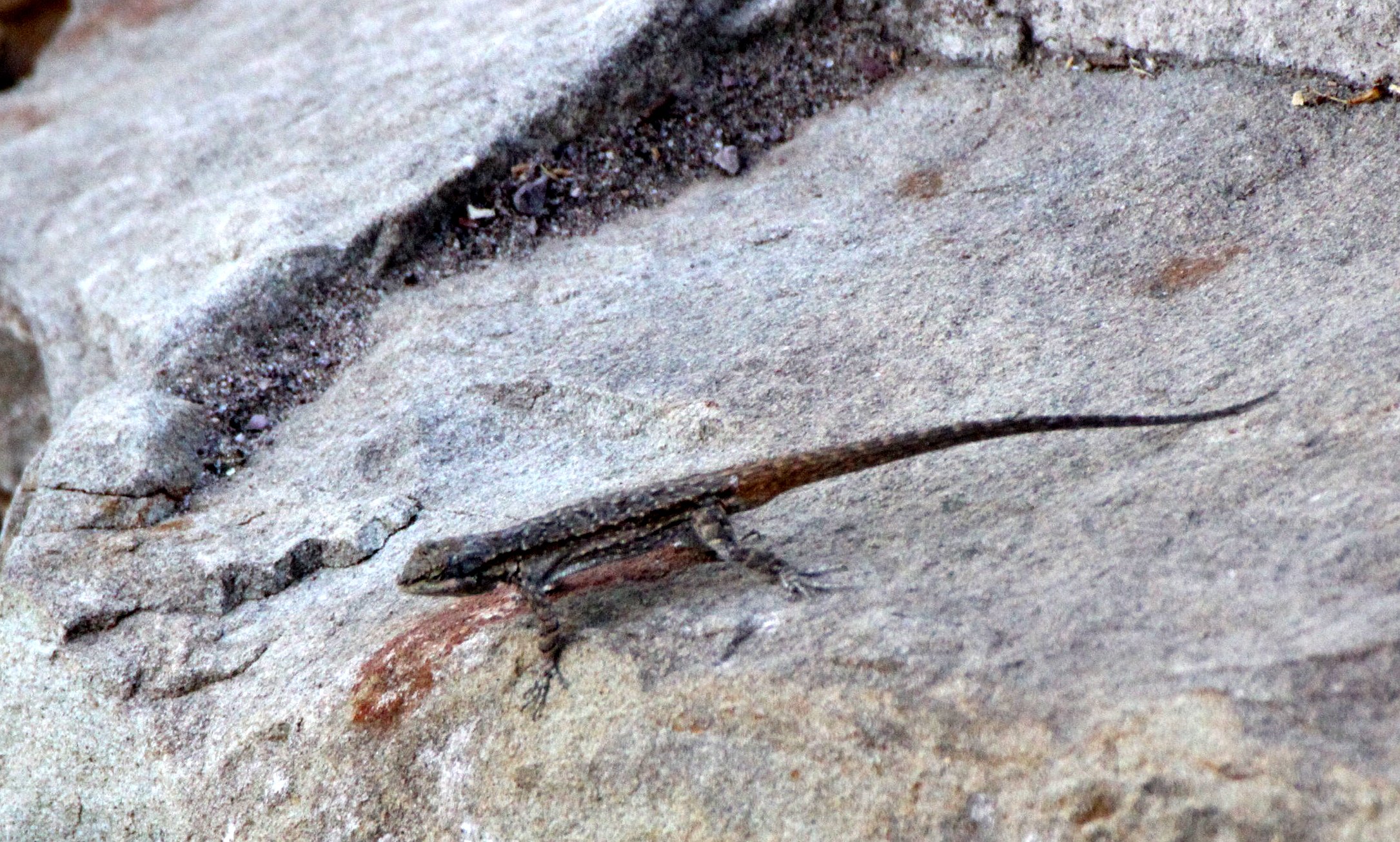 REPTILE - LIZARD - FENCE LIZARD SPECIES - ELEPHANT BUTTE NEW MEXICO (2).JPG