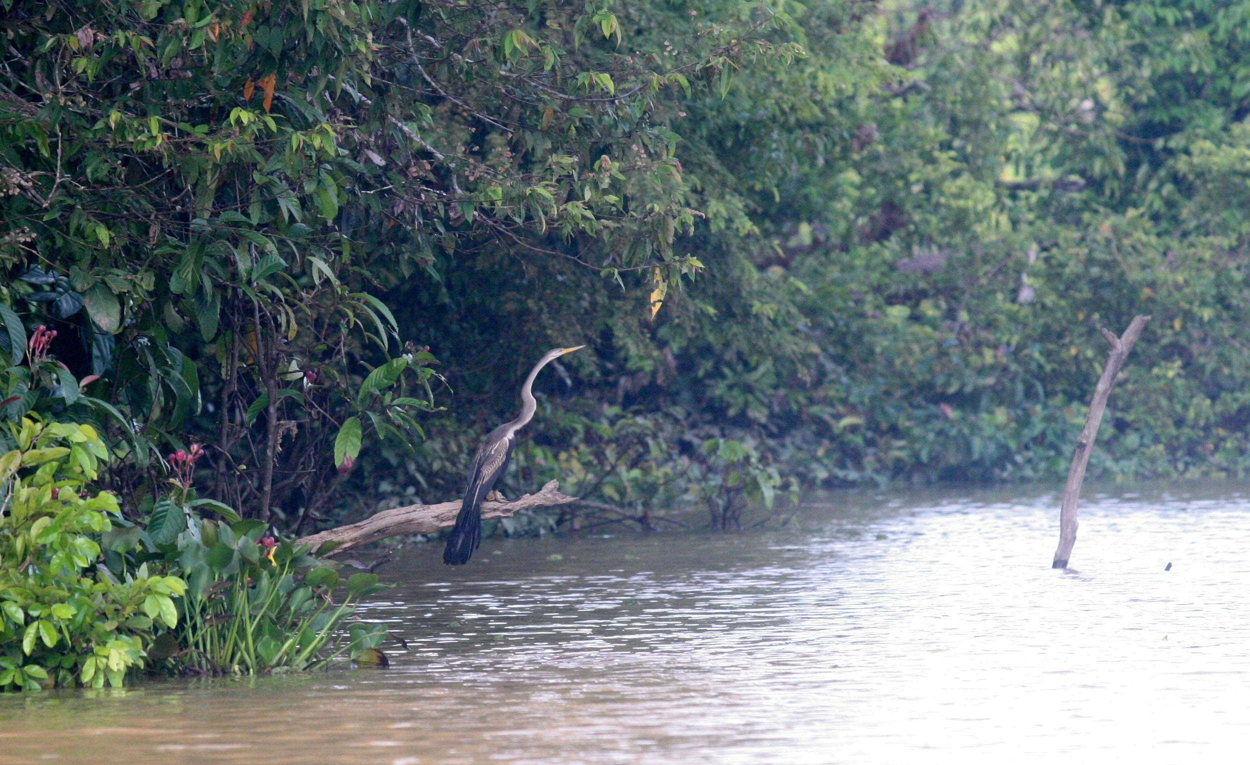 BIRD - ORIENTAL DARTER - KINABATANGAN RIVER BORNEO (17).JPG