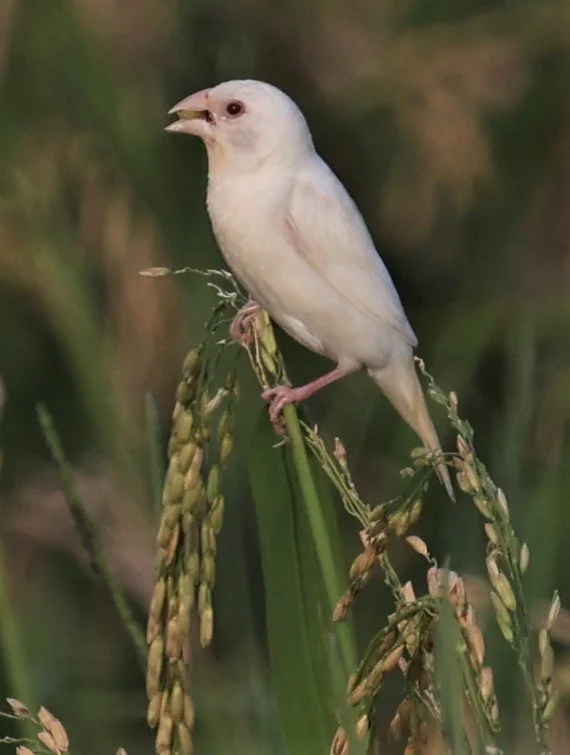 MUNIA - SCALY BREASTED MUNIA - Lonchura punctulata - ALBINO FORM - PATHUM THANI RICE RESEARCH CENTER 14 SEPT 2021 (14).jpg