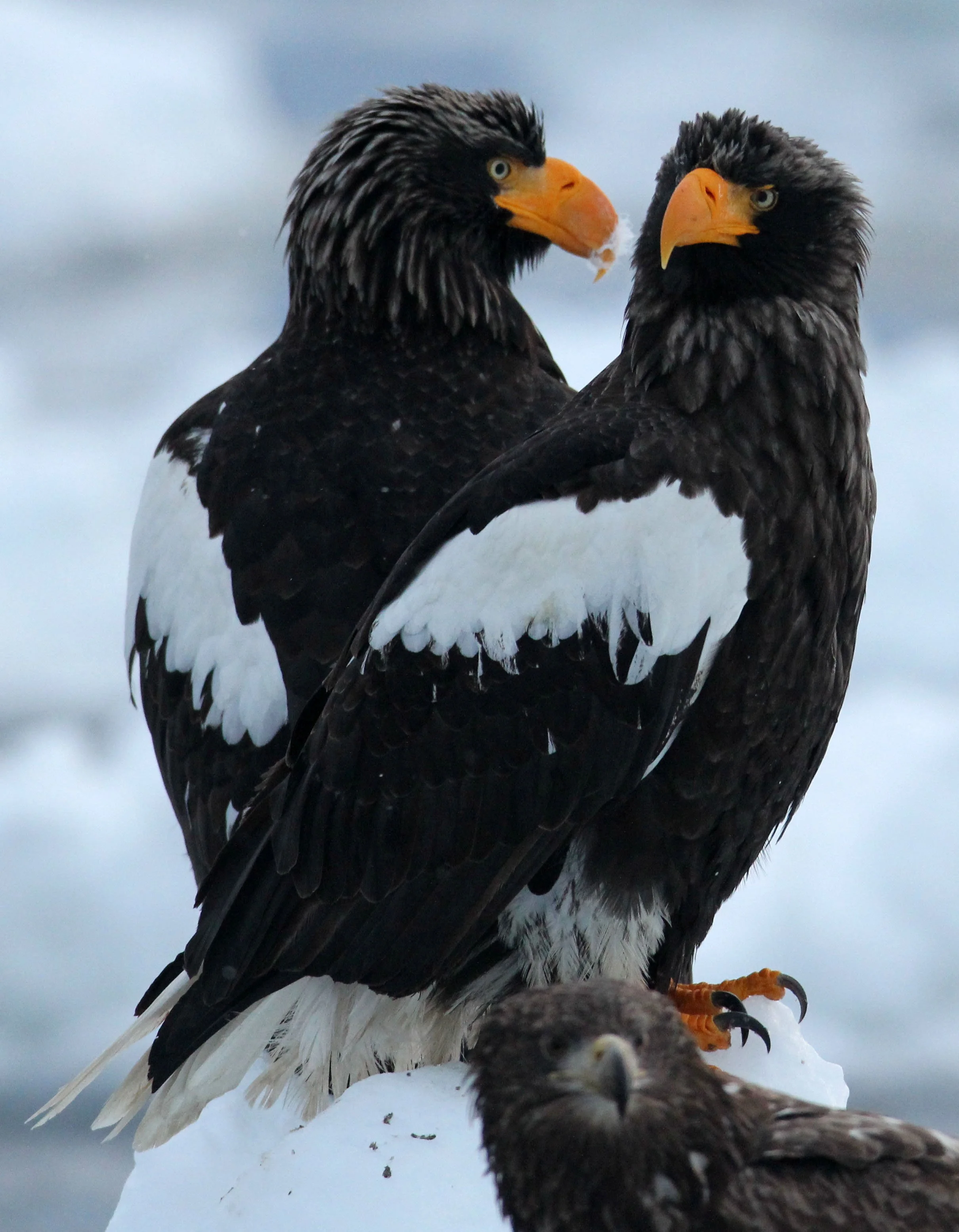 BIRD - EAGLE - STELLER'S SEA EAGLE - RAUSU, SHIRETOKO PENINSULA, HOKKAIDO JAPAN (119).JPG