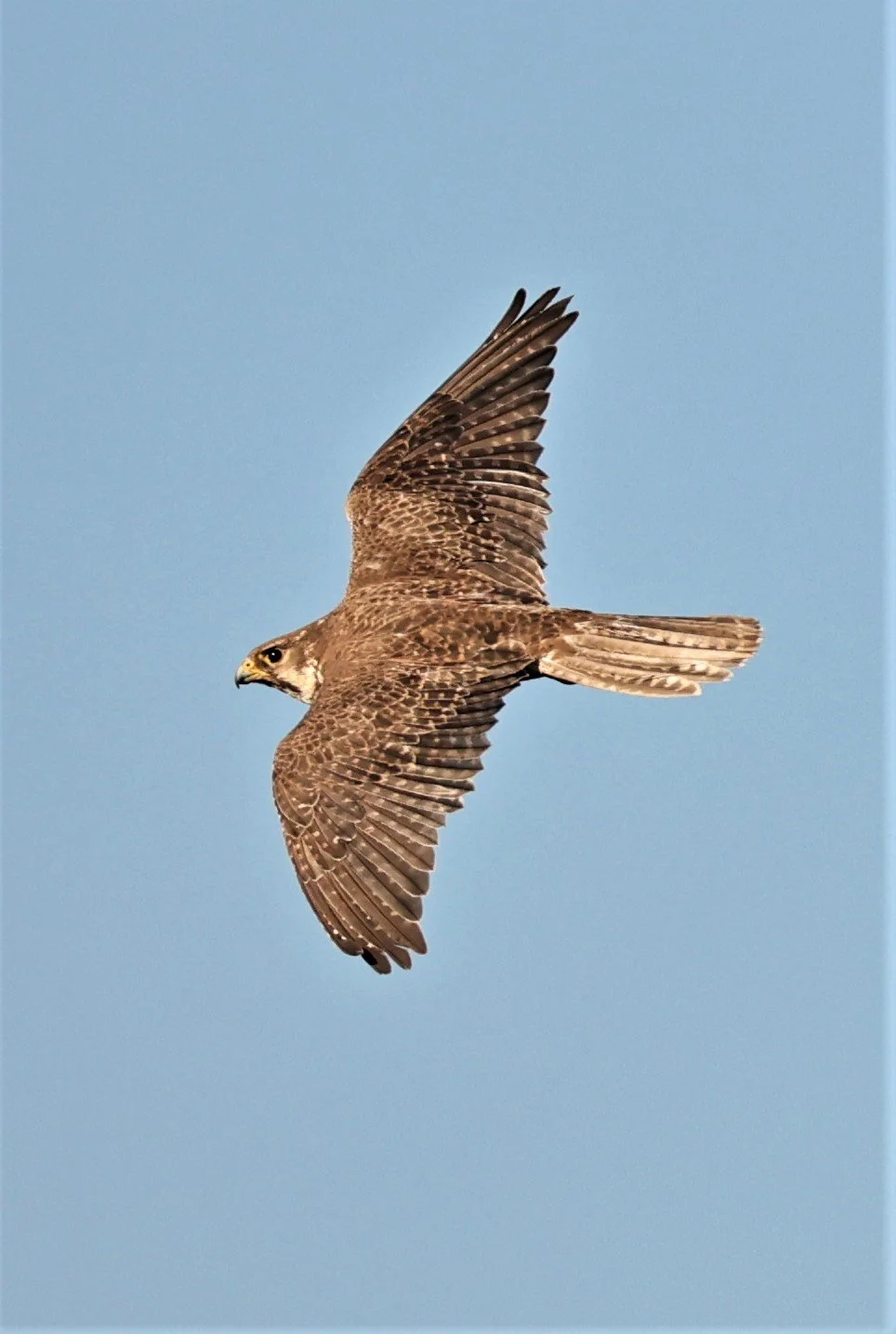 Falco mexicanus - PRAIRIE FALCON - MORLEY NELSON SNAKE RIVER BIRDS OF PREY NRA (28).jpg