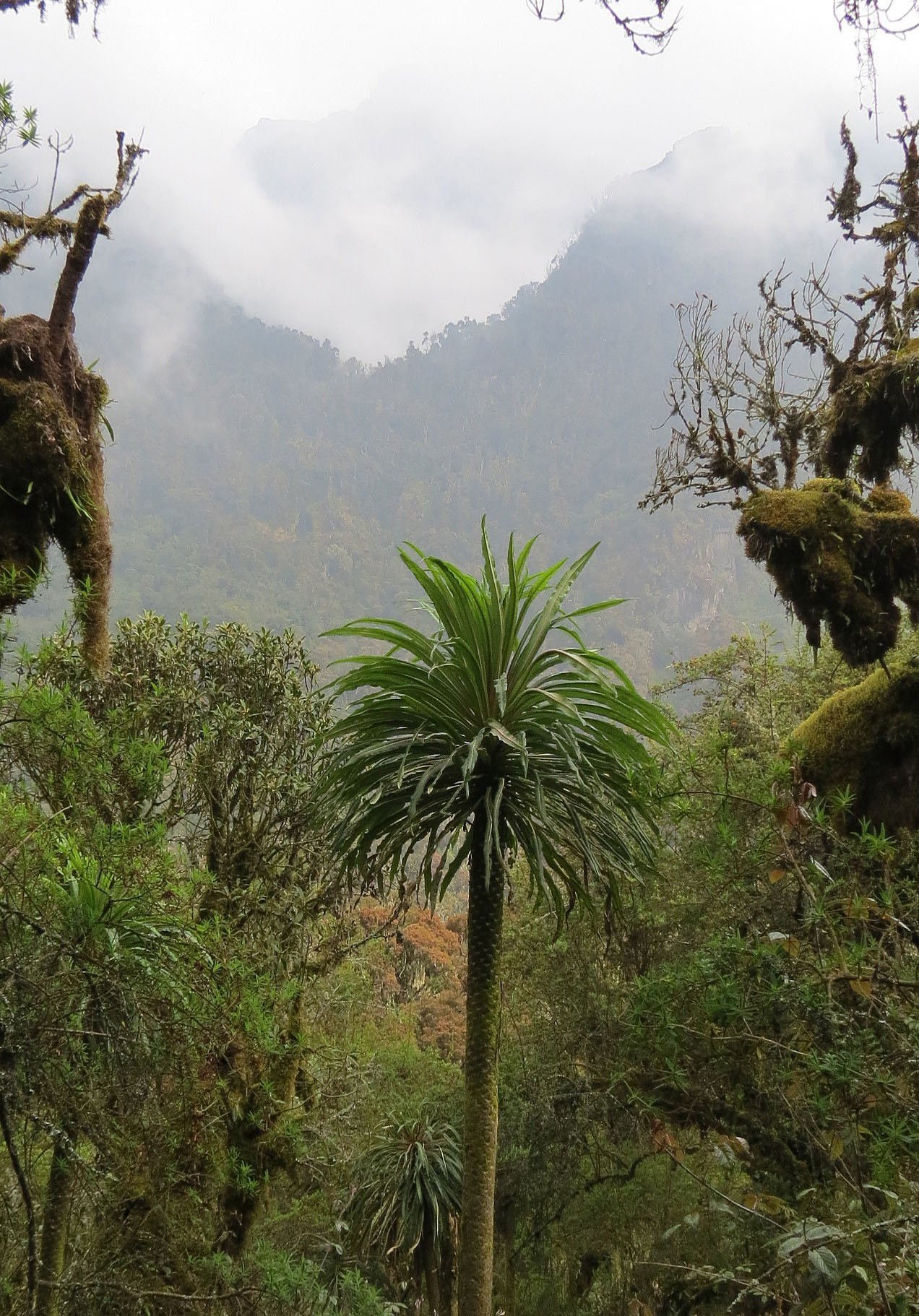 RWENZORI NATIONAL PARK UGANDA (136).JPG