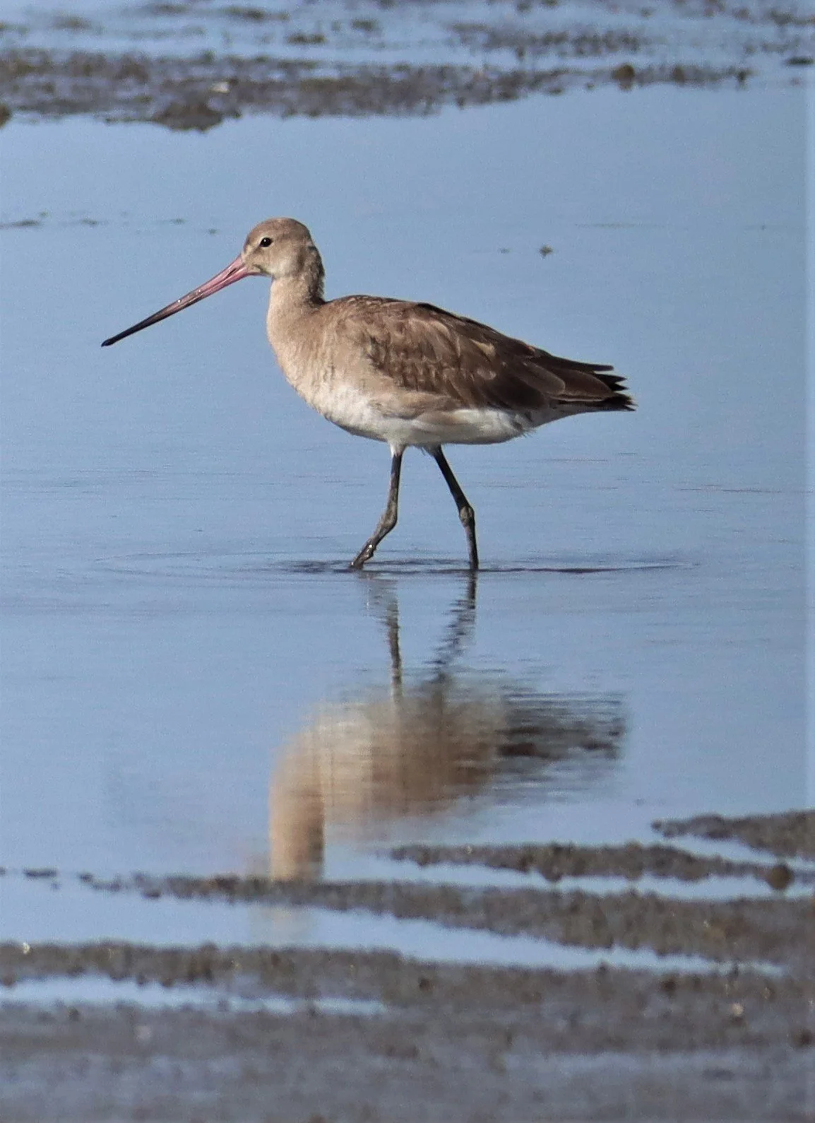 GODWIT - BLACK-TAILED GODWIT - Limosa limosa - Mangrove Forest Research Center Samut Sakorn (13).jpg