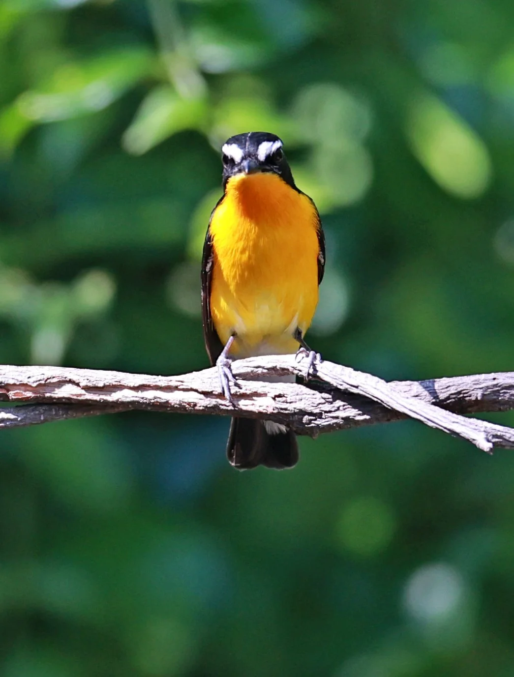 Flycatcher - Yellow-rumped Flycatcher - Ficedula zanthopygia - Bang Pu Mangrove Forest Reserve, Samut Prakan March 30, 2024 (23).jpg