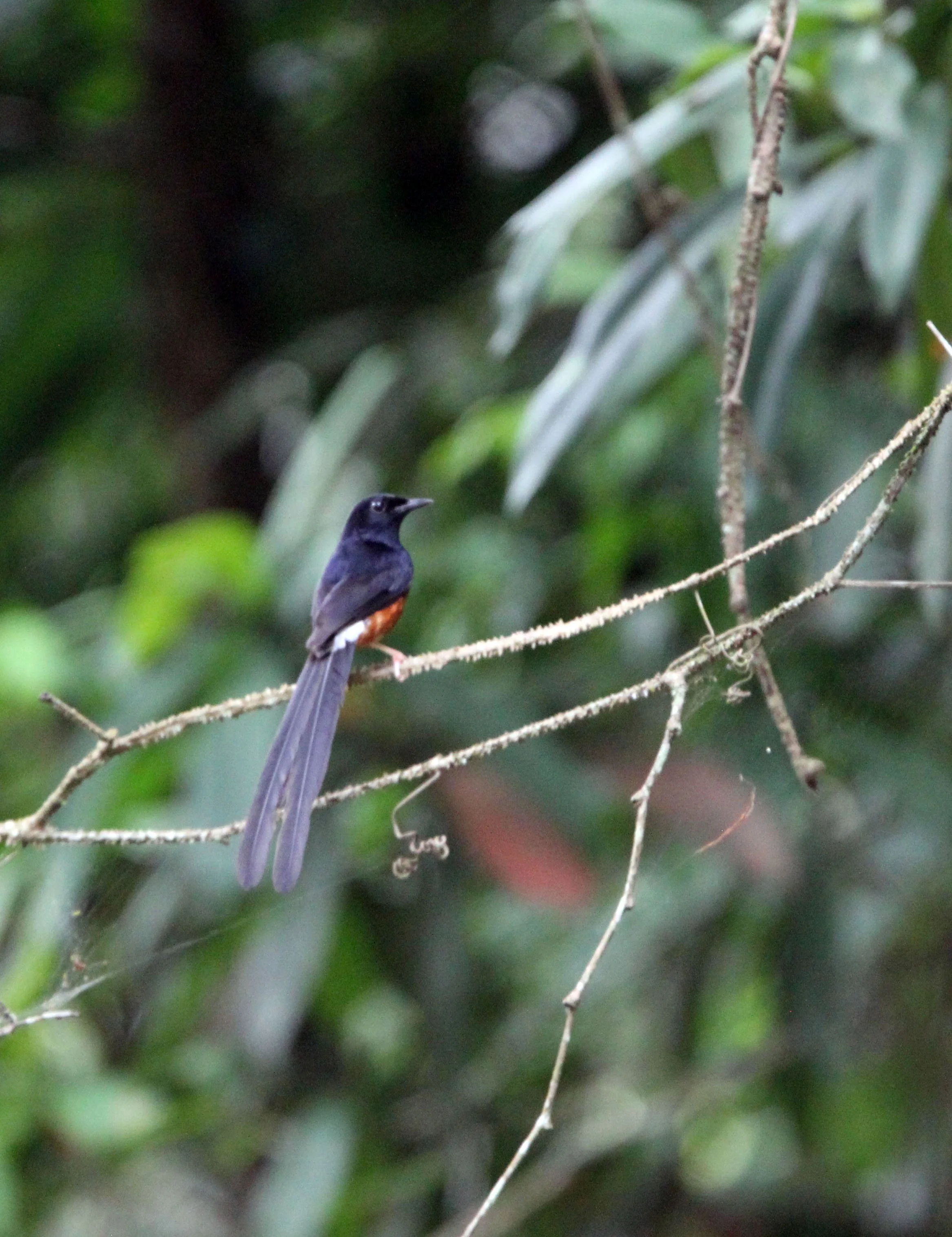 SHAMA - WHITE-RUMPED SHAMA - Copsychus malabaricus - KAENG KRACHAN NATIONAL PARK THAILAND (8).JPG