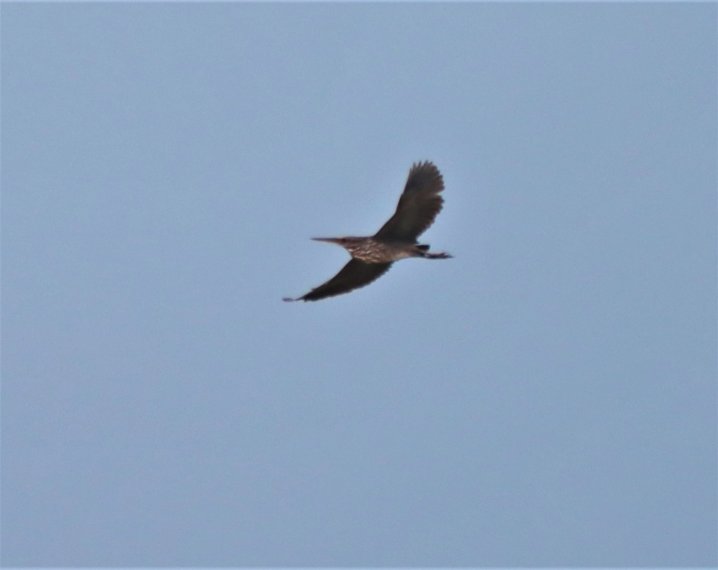 BITTERN - BLACK BITTERN - Ixobrychus flavicollis - LAT KRABANG THAP YAO RICEFIELDS SEPT 3 2021 (76).jpg