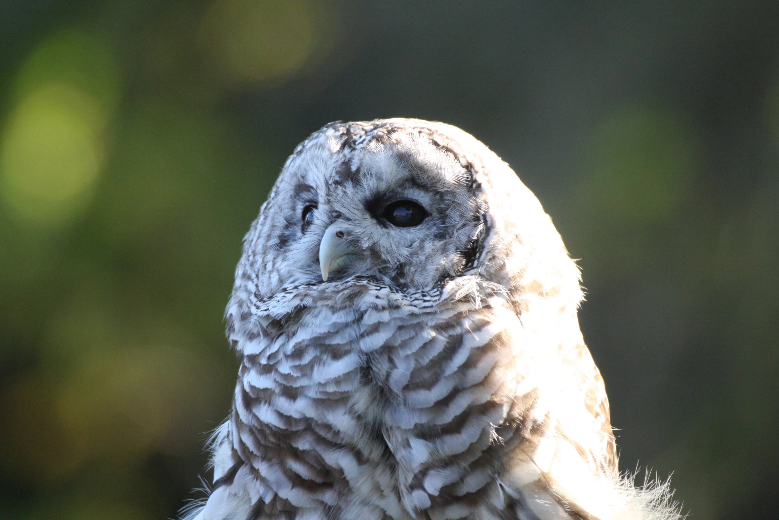 BIRD - OWL - BARRED OWL - WOODLAND PARK WA (7).JPG