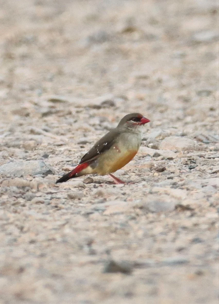 RED AVADAVAT - Amandava amandava - LAT KRABANG WETLANDS THAP YAO  (32).jpg