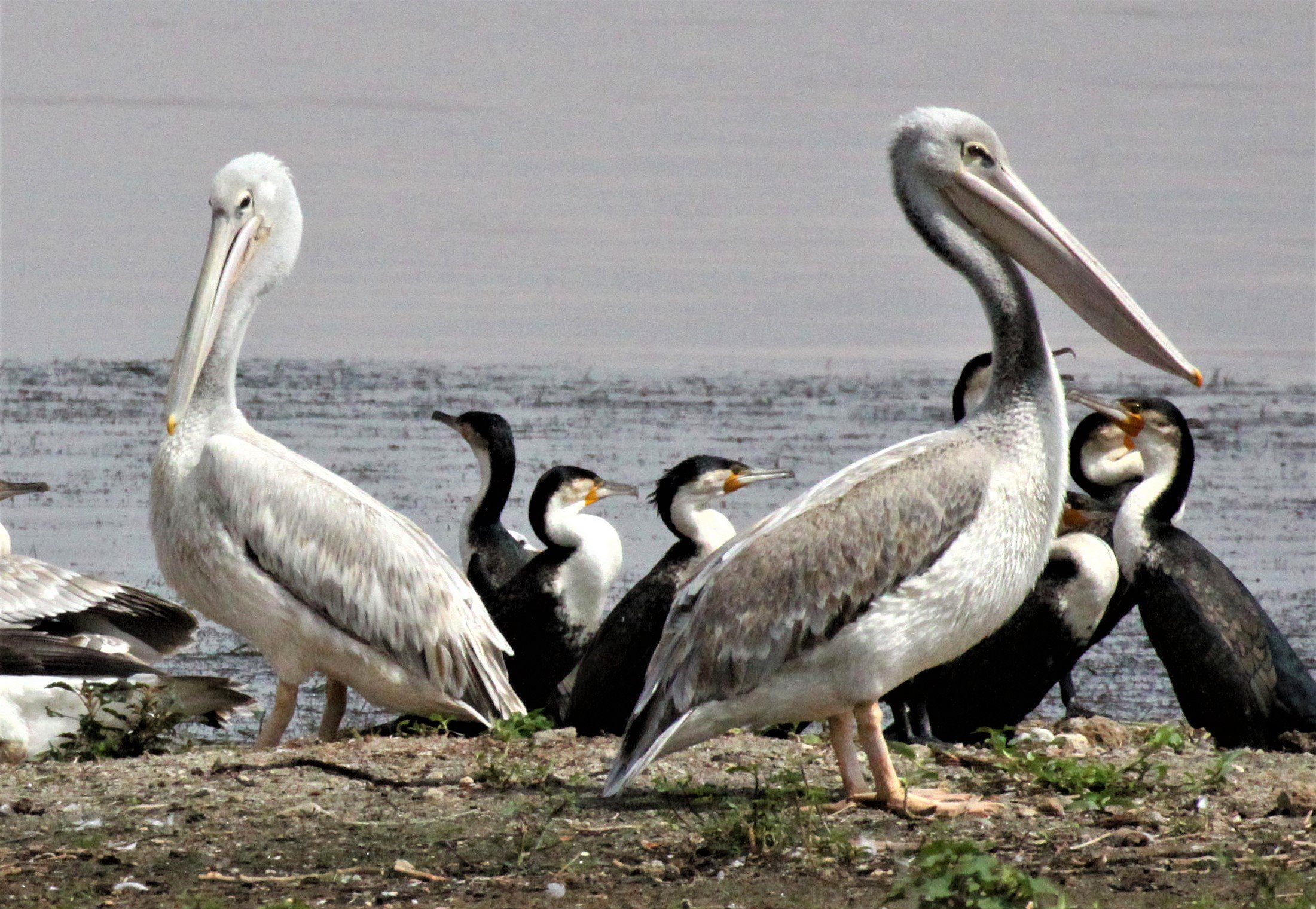Pelecanus rufescens - PINK-BACKED PELICAN - LANGANO LAKE ETHIOPIA (10)a.jpg