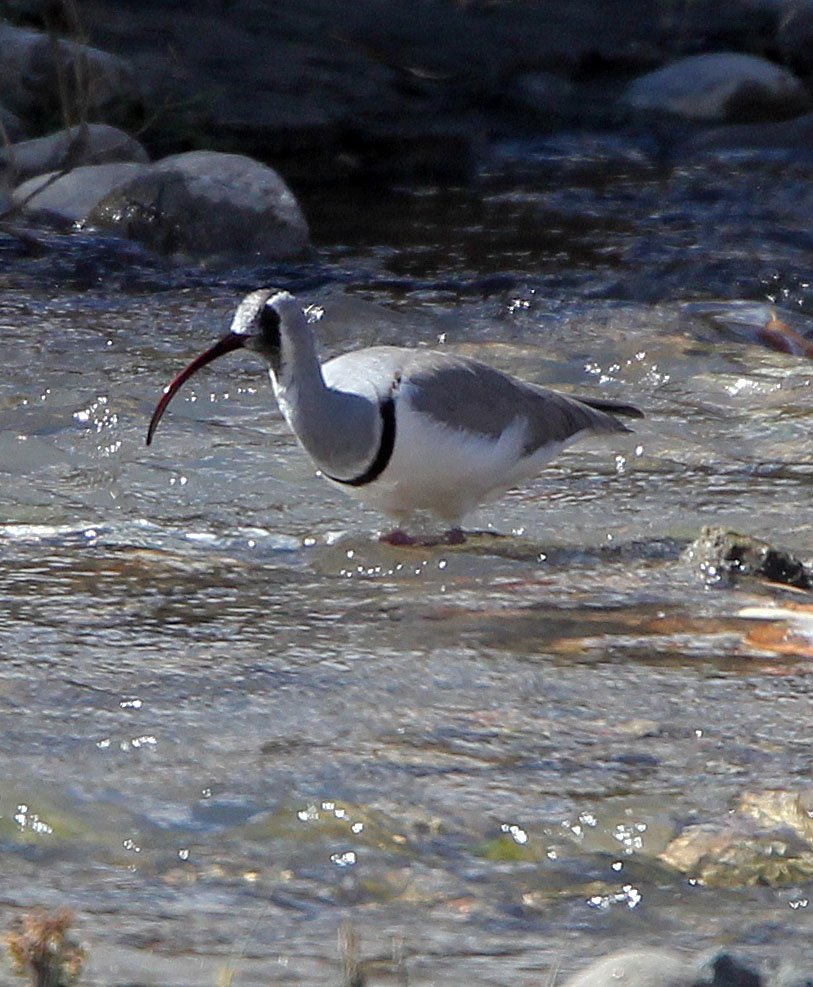 BIRD - IBISBILL - LEH - LADAKH INDIA - JAMUU & KASHMIR (5).JPG