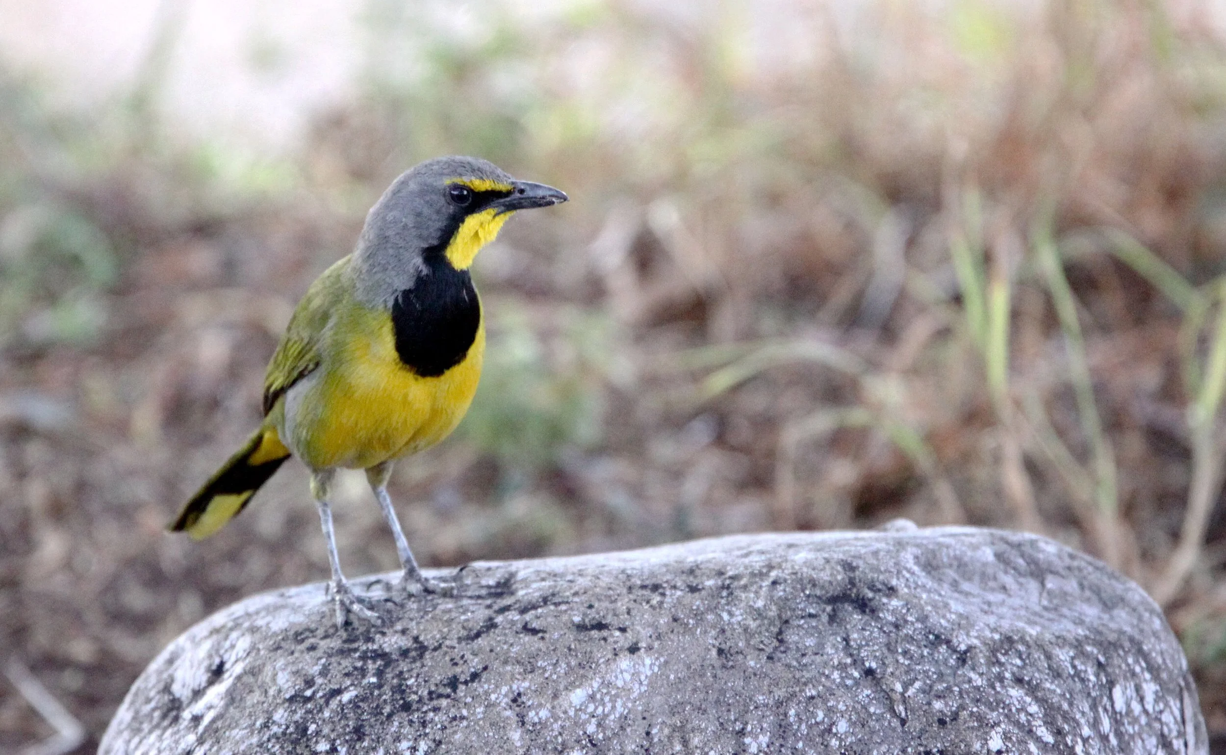 Bokmakierie (Telophorus zeylonus) Karoo NP South Africa (3).JPG