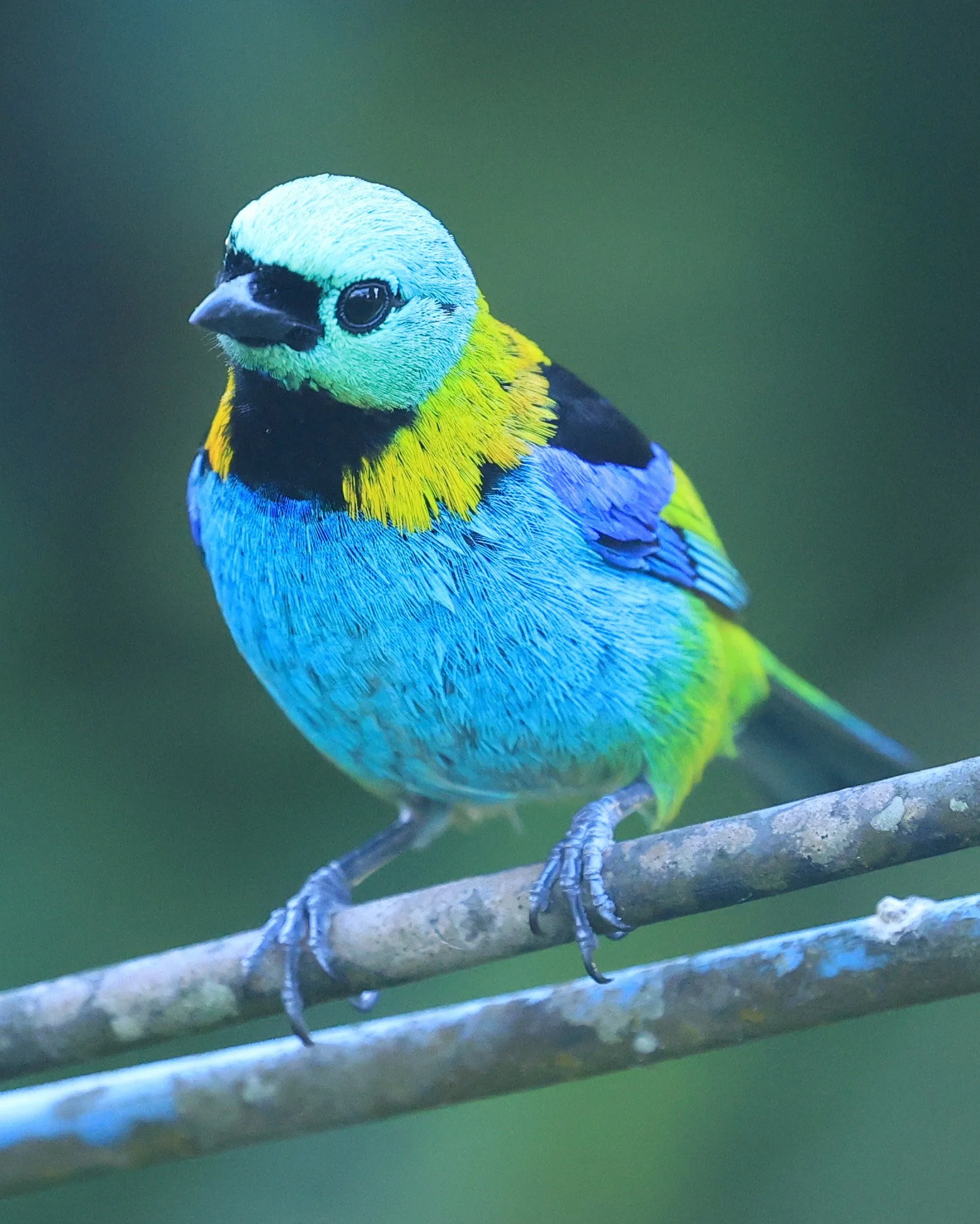 Green-headed Tanager (Tangara seledon)  Superagui National Park, Brazil (222).jpg
