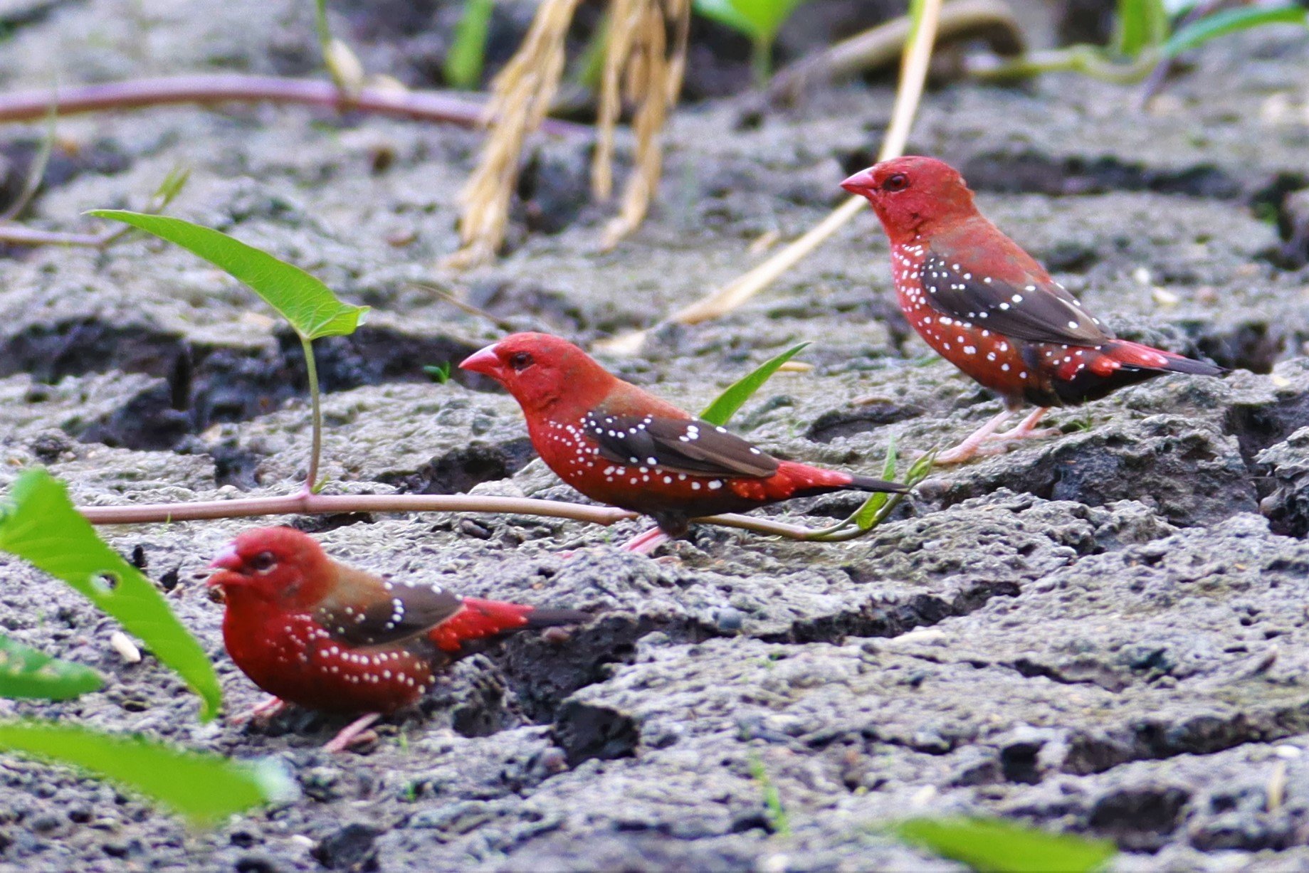 RED AVADAVAT - Amandava amandava - LAT KRABANG THAP YAO RICEFIELDS August 25, 2021 (124).jpg