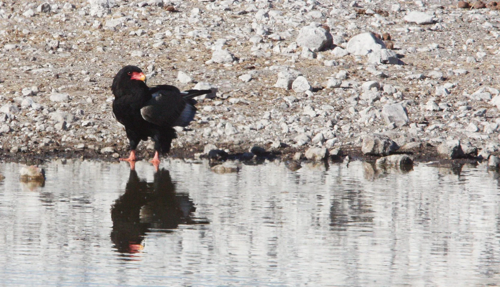 Terathopius ecaudatus - BATELEUR - ETOSHA NATIONAL PARK NAMIBIA (3).JPG