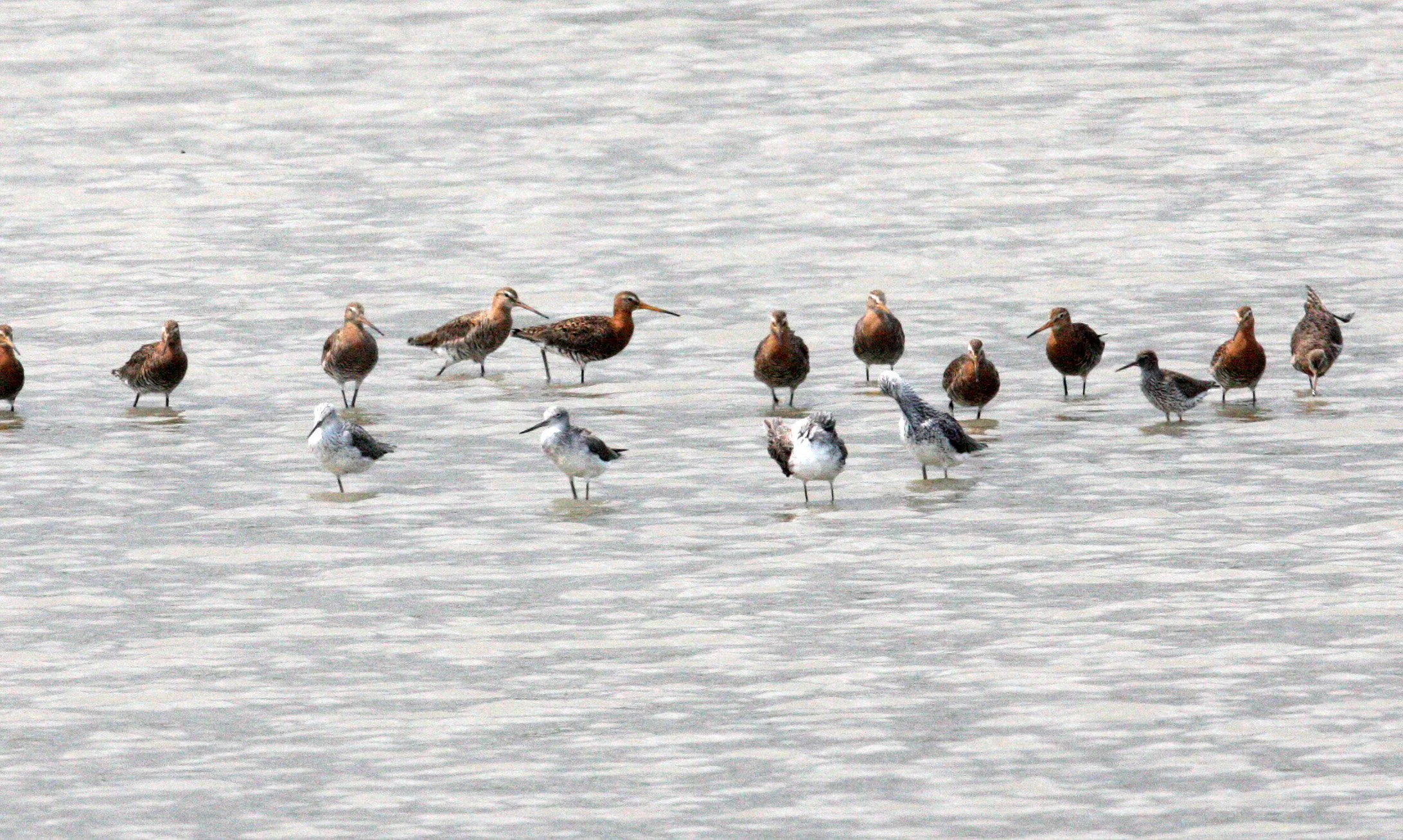 BIRD - GREENSHANK - COMMON GREENSHANK WITH BLACK-TAILED GODWITS - MAI PO WETLANDS HONG KONG (4).JPG